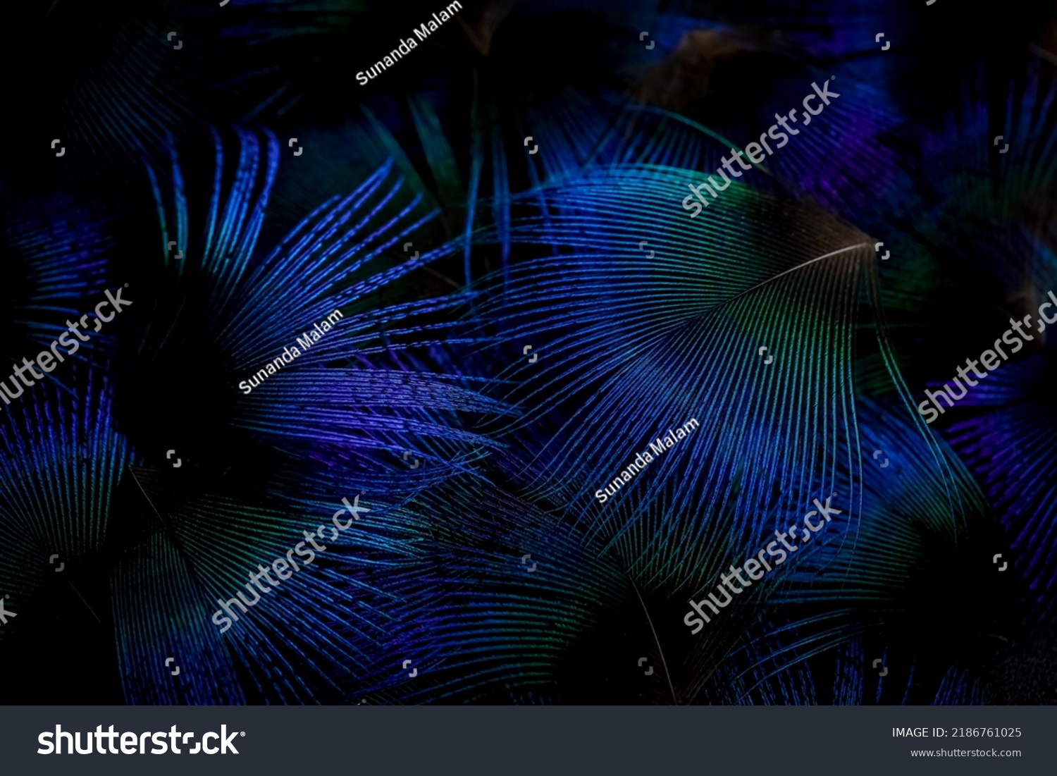 India, 5 August, 2022 : Feather background. #2186761025