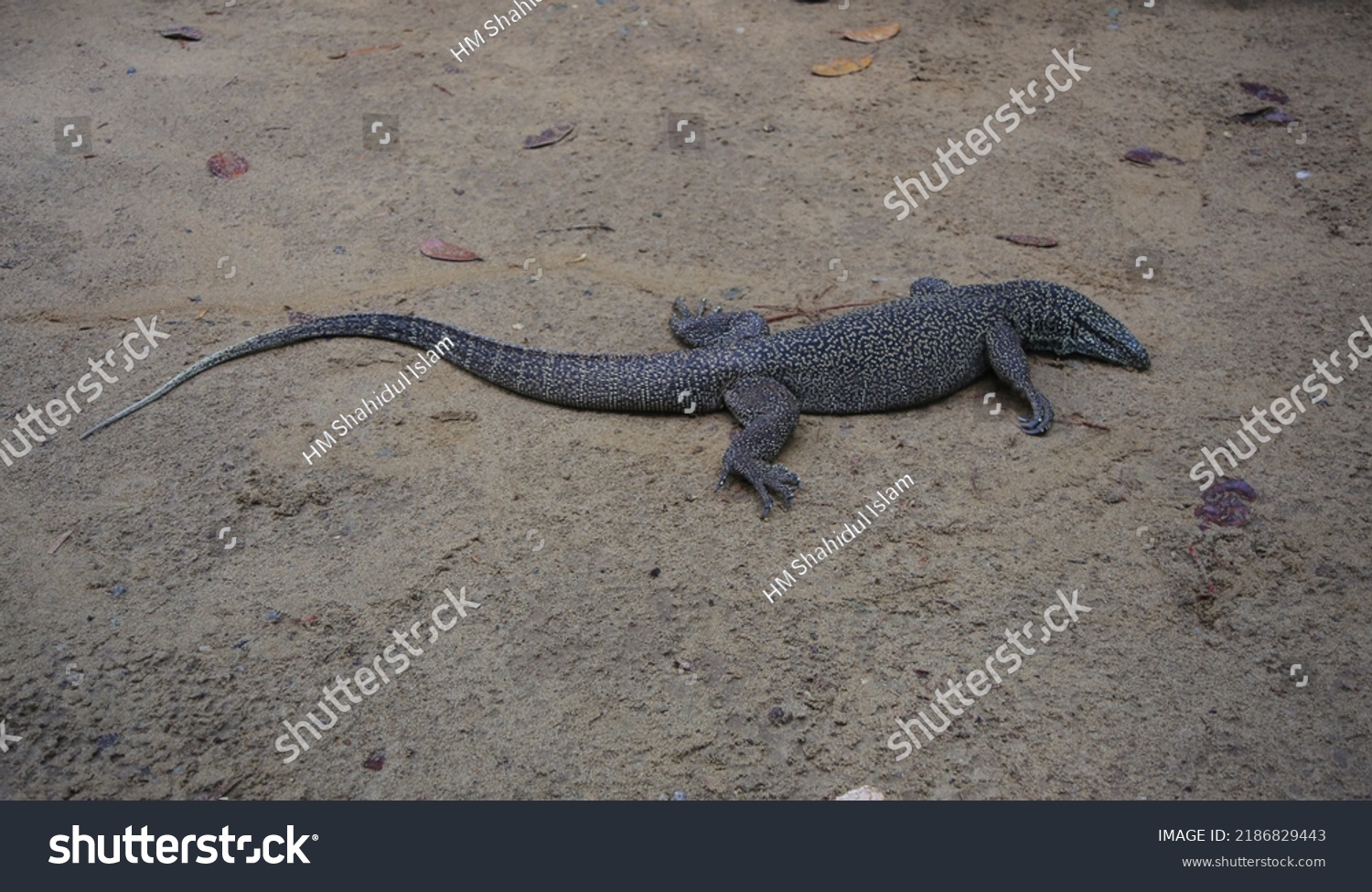 A rare species of Guisap (Bengal Monitor) walks - Royalty Free Stock ...