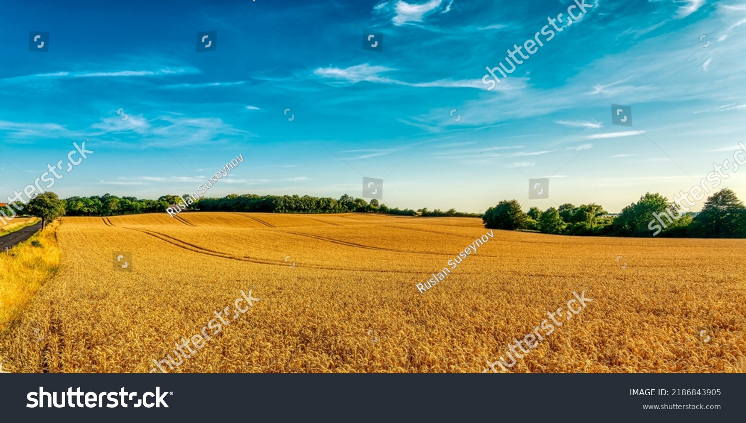 Panorama of an agriculture wheat field. Wheat field on an agriculture farm #2186843905