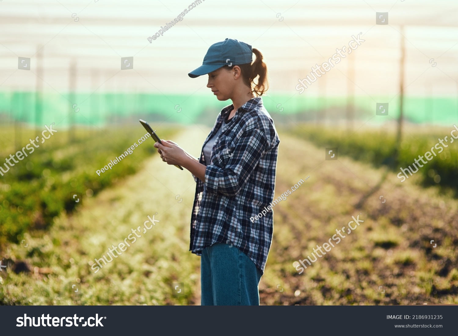 Farmer with tablet checking growth, monitoring farming progress and managing farm export orders on technology. Serious woman, gardener and environmental scientist analyzing greenhouse data on estate #2186931235