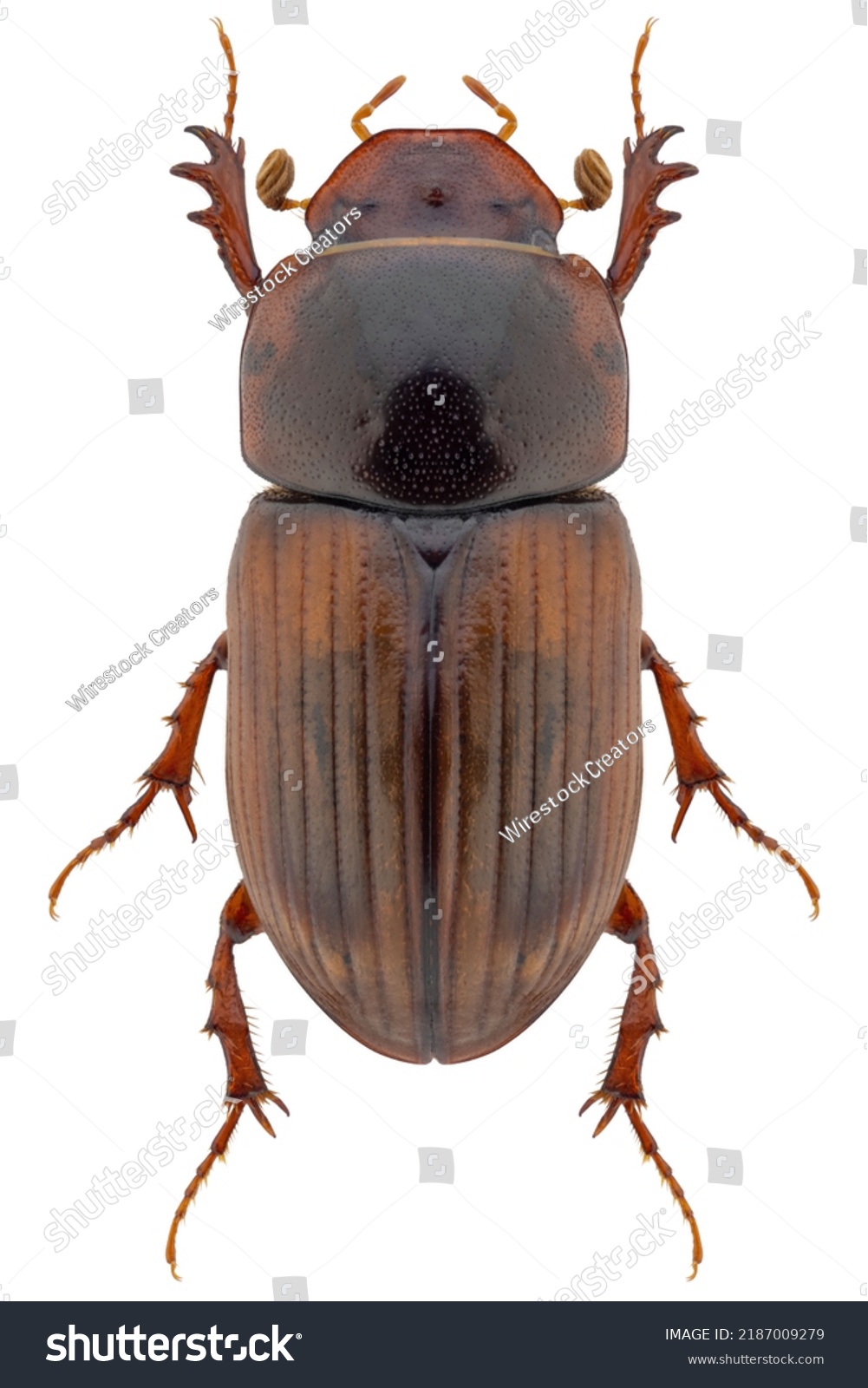 Dung beetle species Aphodius rufus or Bodilopsis rufa, light variant  #2187009279
