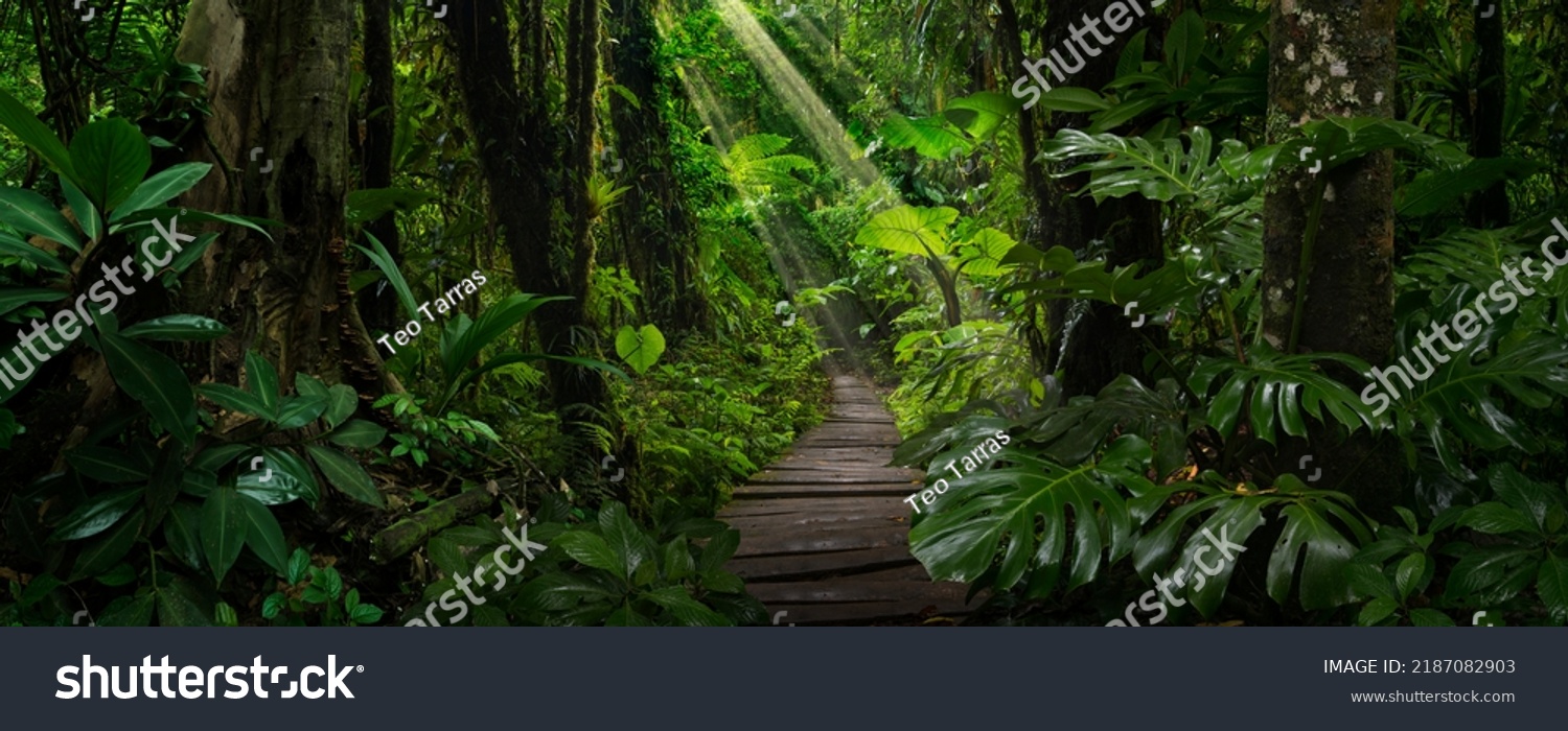 Tropical Rain forest in Costa Rica #2187082903