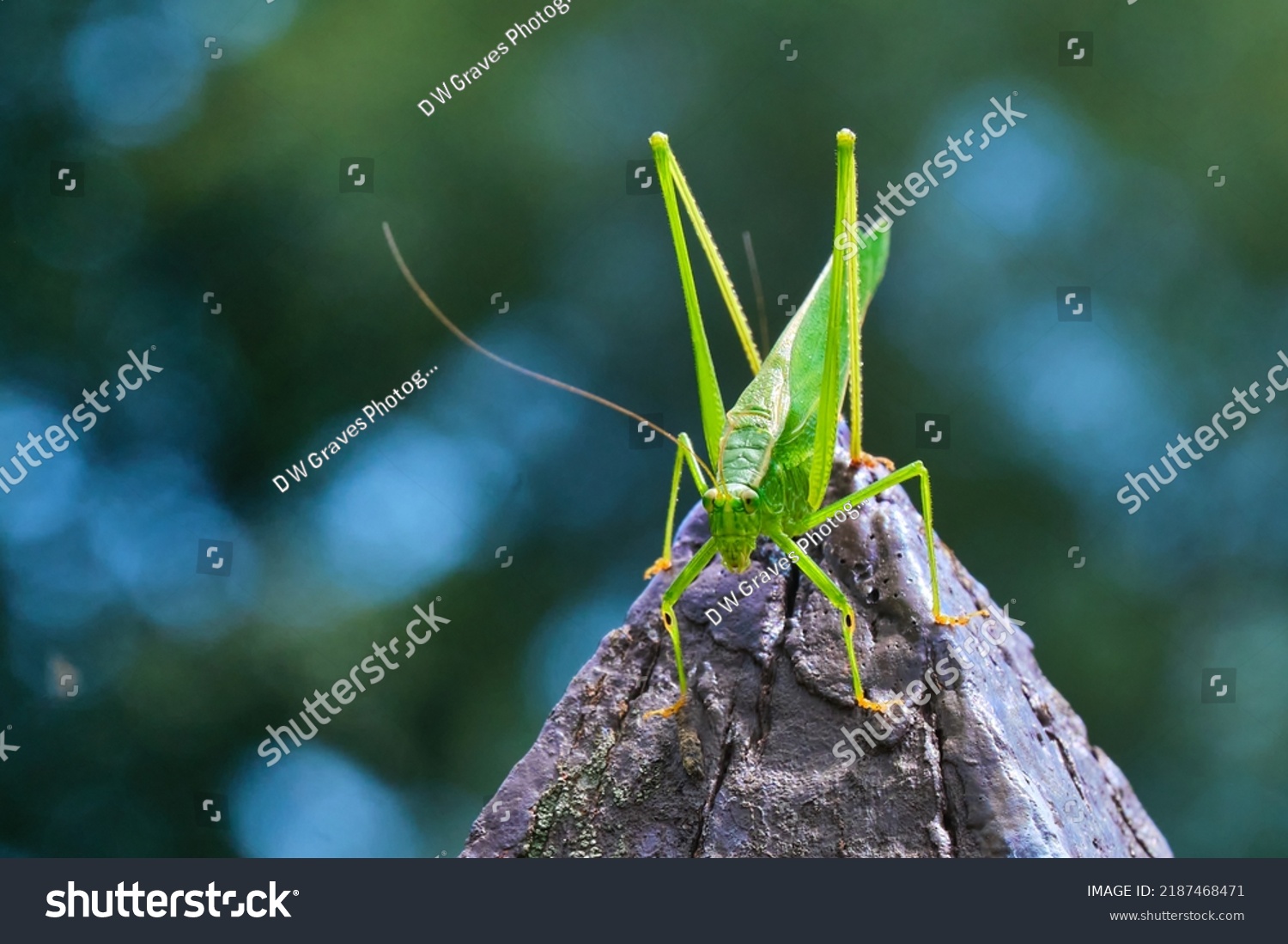 Northern bush katydid sits on a pointed fence post #2187468471