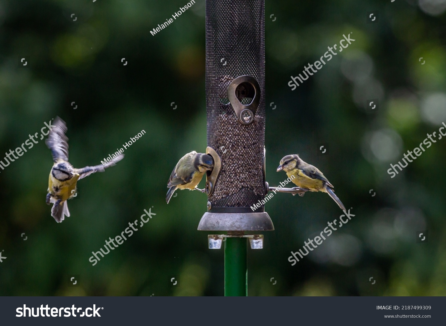 Two blue tits perched on a bird feeder with another in flight nearby, with a shallow depth of field #2187499309