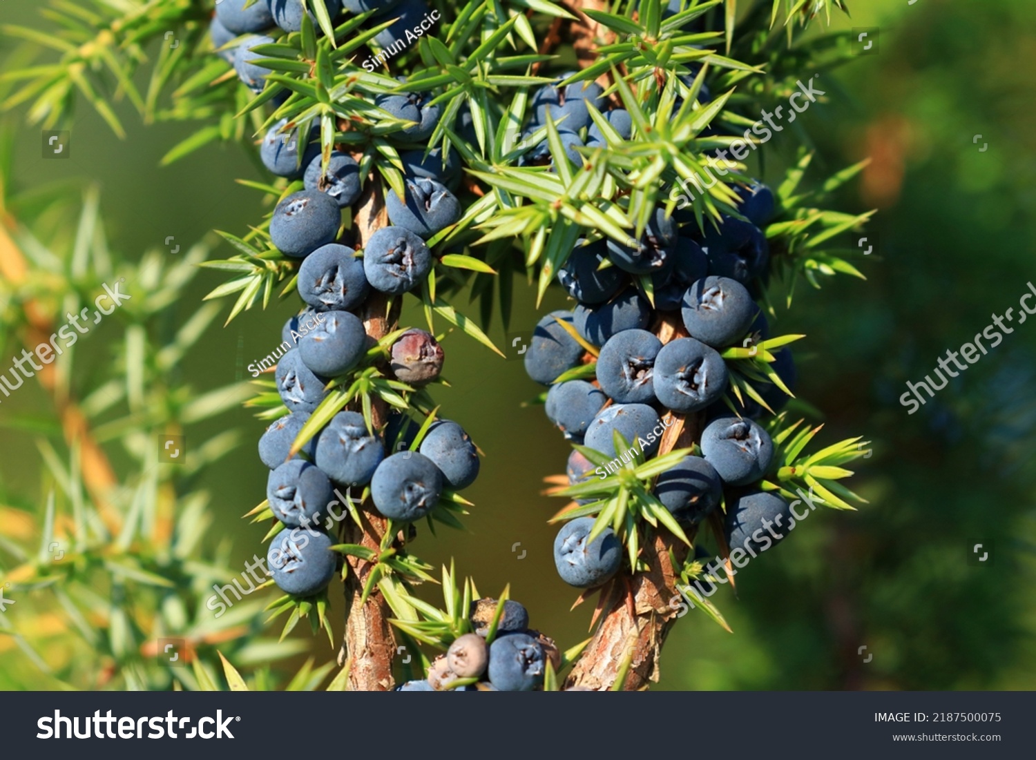 Juniper berries on tree, fresh aromatic fruit, the main ingredient of gin drink  #2187500075
