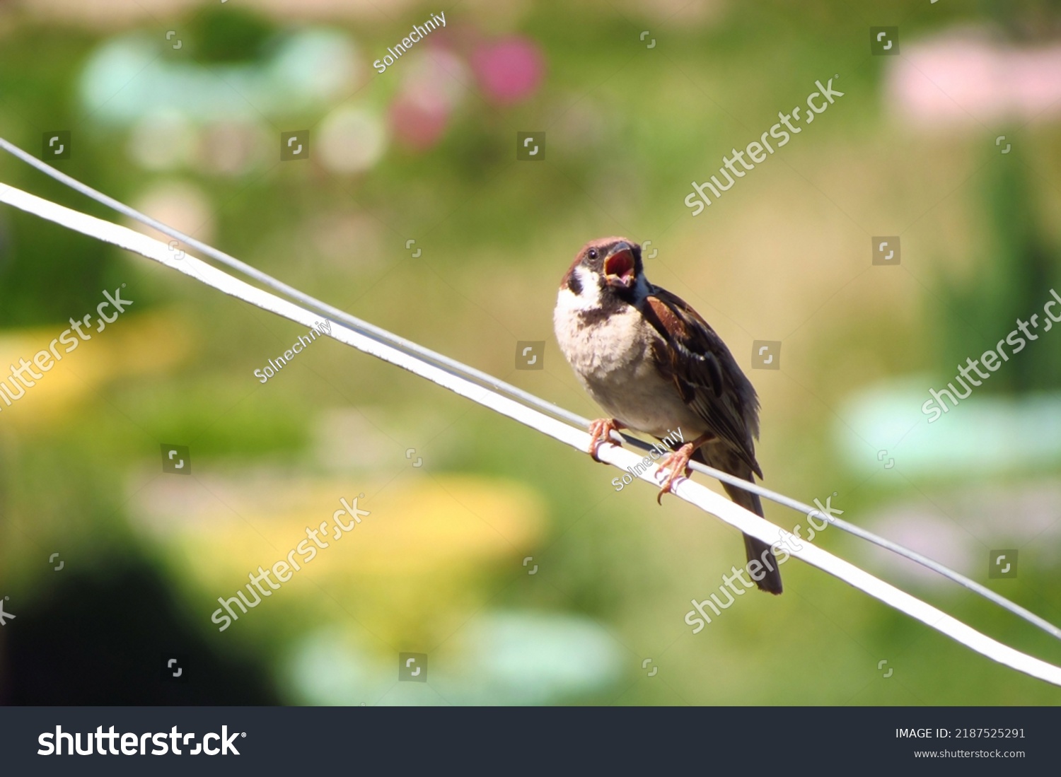                                A sparrow basks in the sun sitting on a wire, opens its beak. Sparrow with open beak. #2187525291
