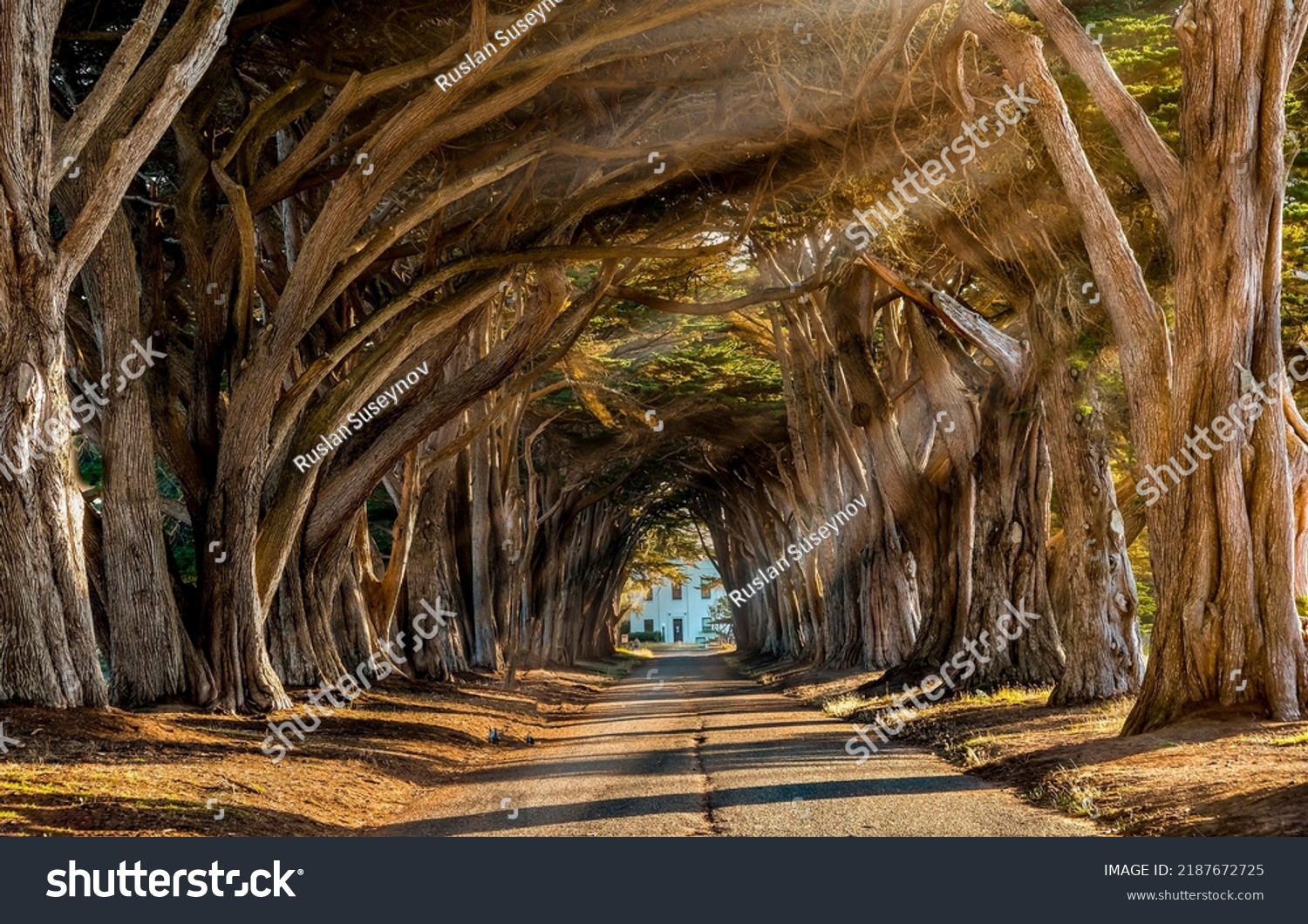 Beautiful shady tunnel of trees. Tunnel of trees road #2187672725