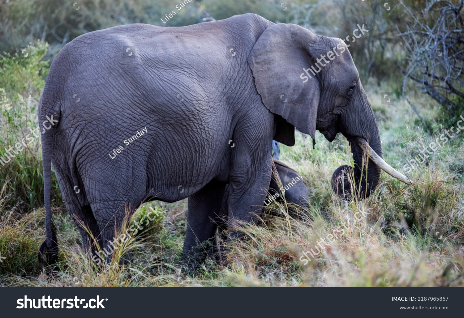 Species of African elephant in the African savannah of South Africa, this herbivorous animal is the largest in the world, one of the five big ones in Africa and a star of safaris. #2187965867