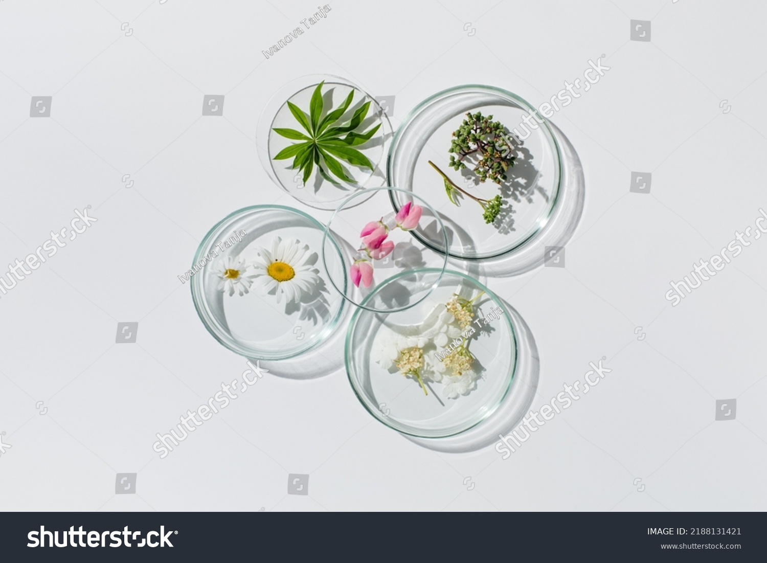 Petri dishes on white background.Natural medicine, cosmetic research, bioscience, organic skin care products. Top view, flat lay. Scientific laboratory glassware. Research and development Concept #2188131421