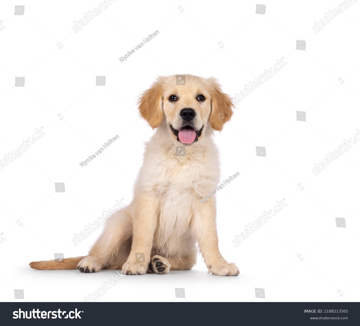 Adorable 3 months old Golden retriever pup, sitting facing front. Looking towards camera with dark brown eyes. Isolated on a white background. Mouth open, tongue out. #2188213565