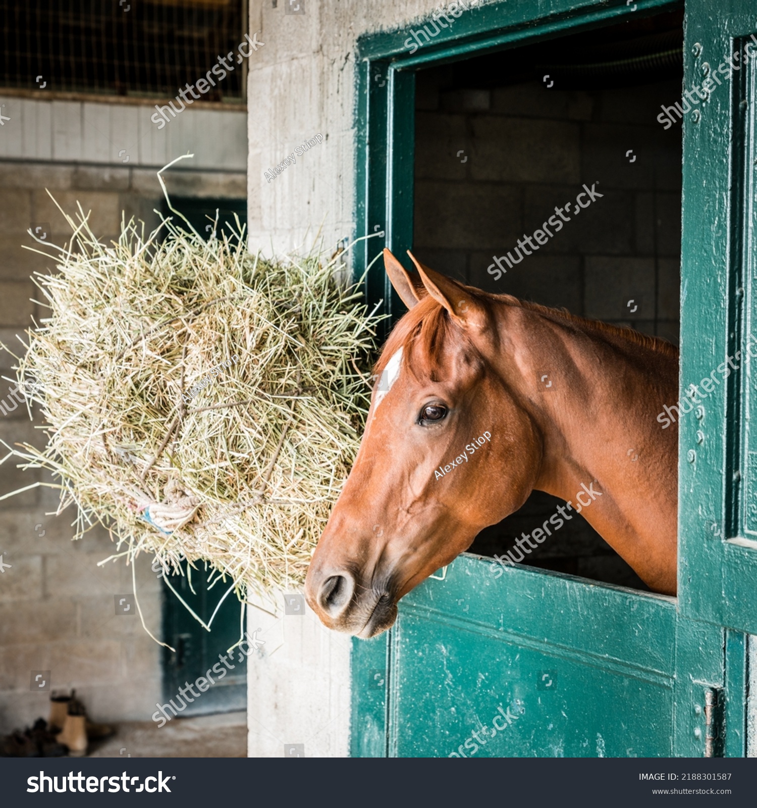 Thoroughbred race horse in a stable in Lexington, Kentucky #2188301587