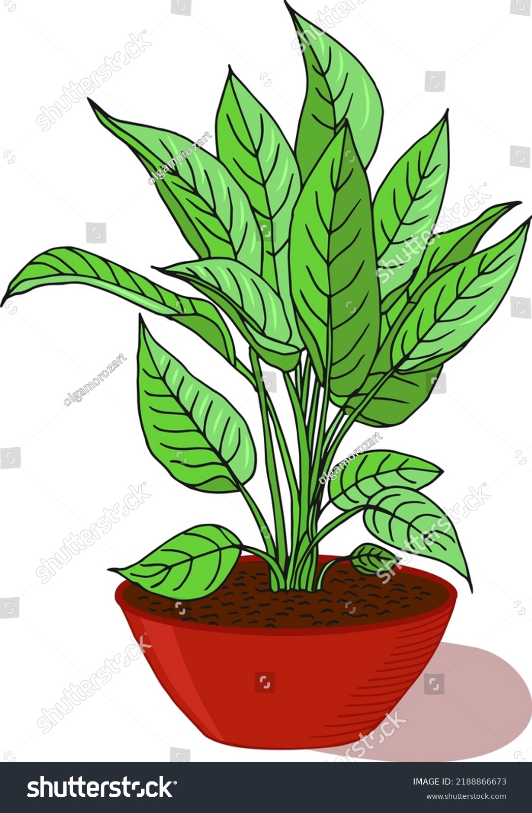 Vector color drawing dieffenbachia sketch in a - Royalty Free Stock ...