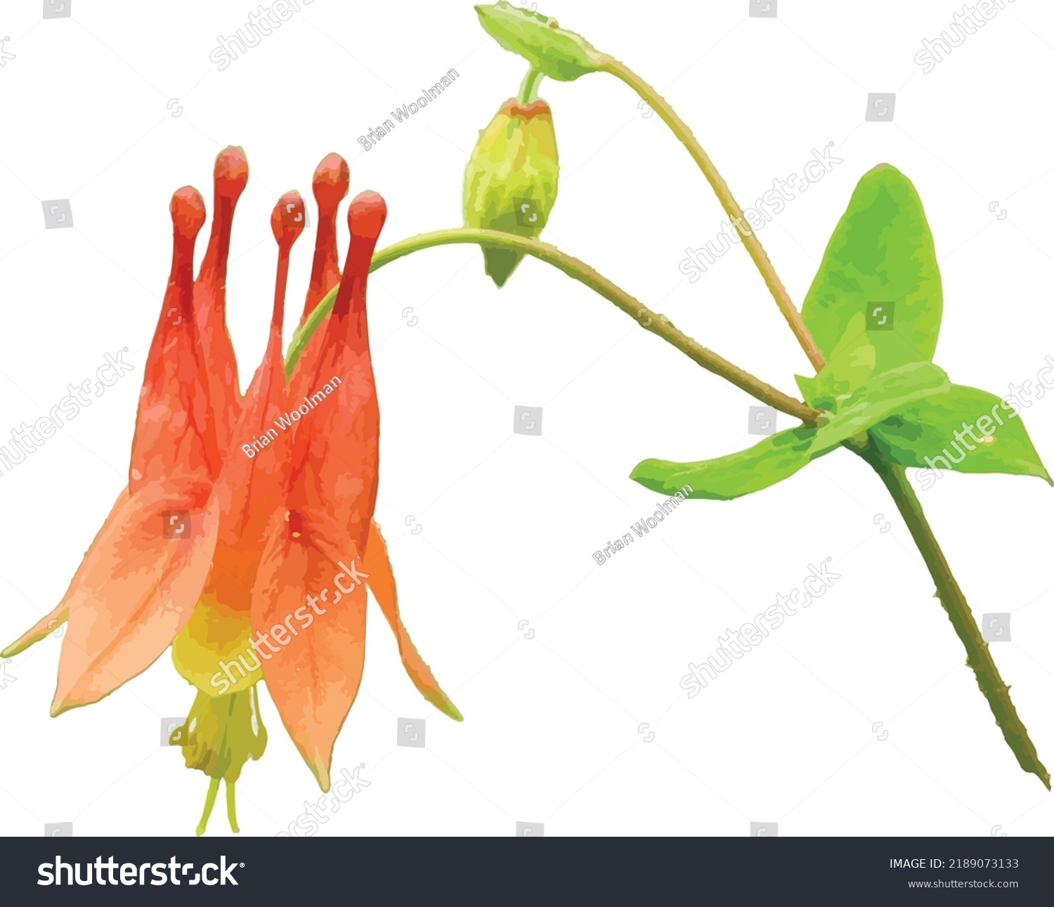 Isolated Red Columbine (Aquilegia canadensis) Woodland Wildflower  #2189073133