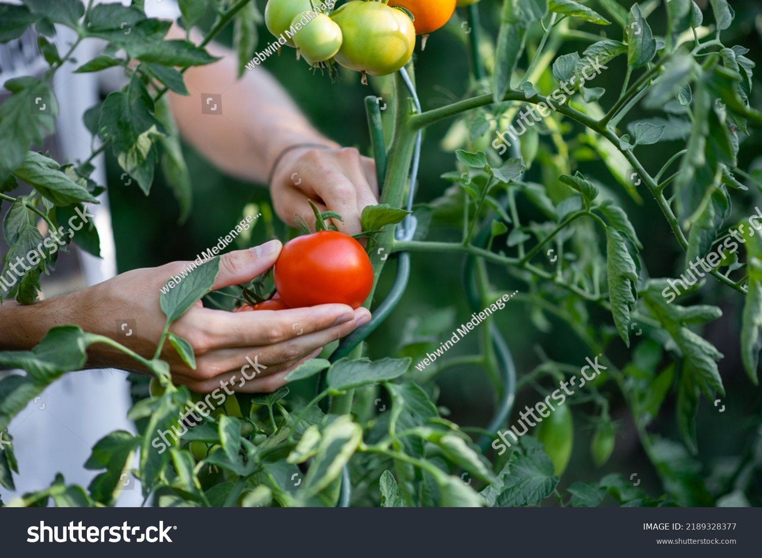 man reaping red, fresh tomatoes #2189328377