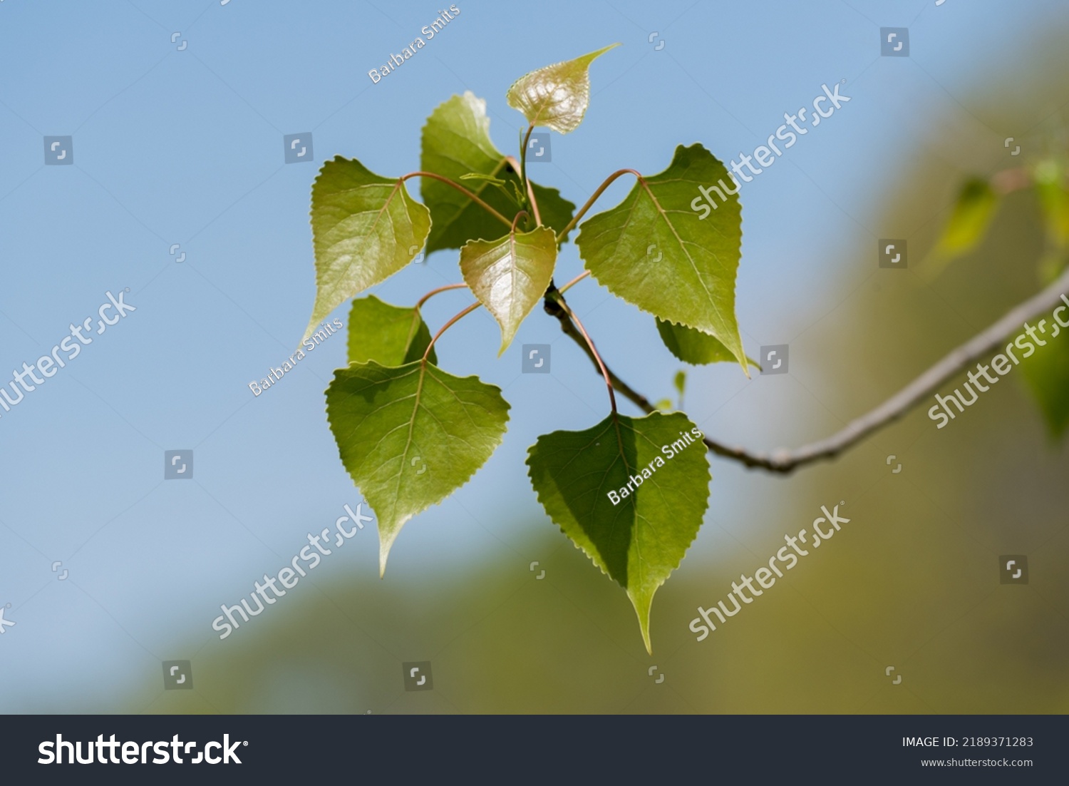 A single grouping of poplar leaves in spring against a blue sky background. #2189371283