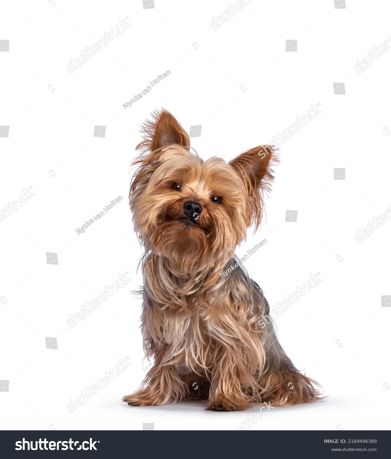 Scruffy adult blue gold Yorkshire terrier dog, sitting up facing front Looking towards camera and smiling. Isolated on a white background. #2189496389