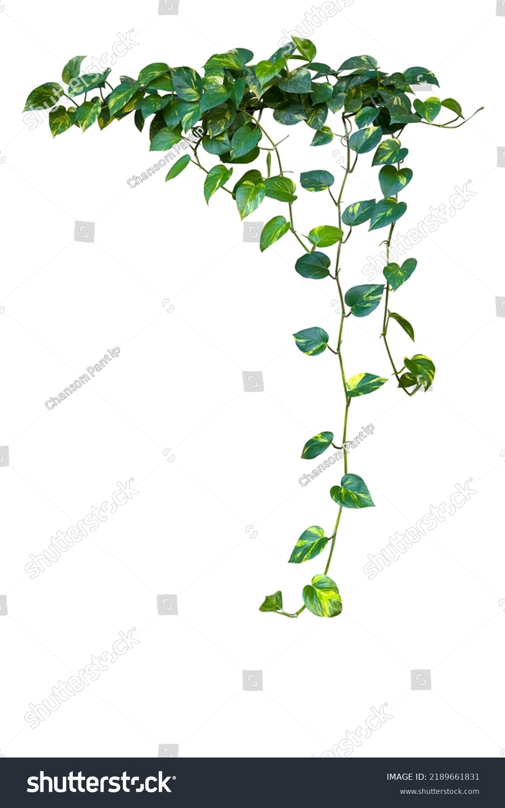 Heart shaped green variegated leave hanging vine plant bush of devil’s ivy or golden pothos (Epipremnum aureum) popular foliage tropical houseplant isolated on white with clipping path. #2189661831