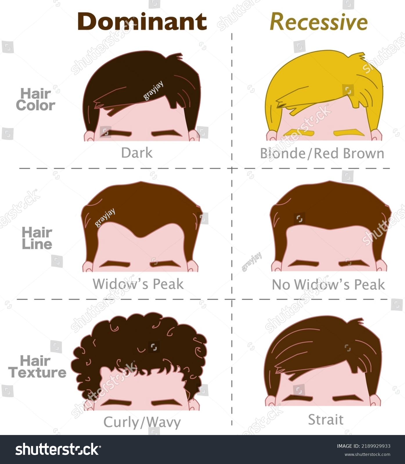 Dominant recessive genes. Hair traits, alleles. Royalty Free Stock