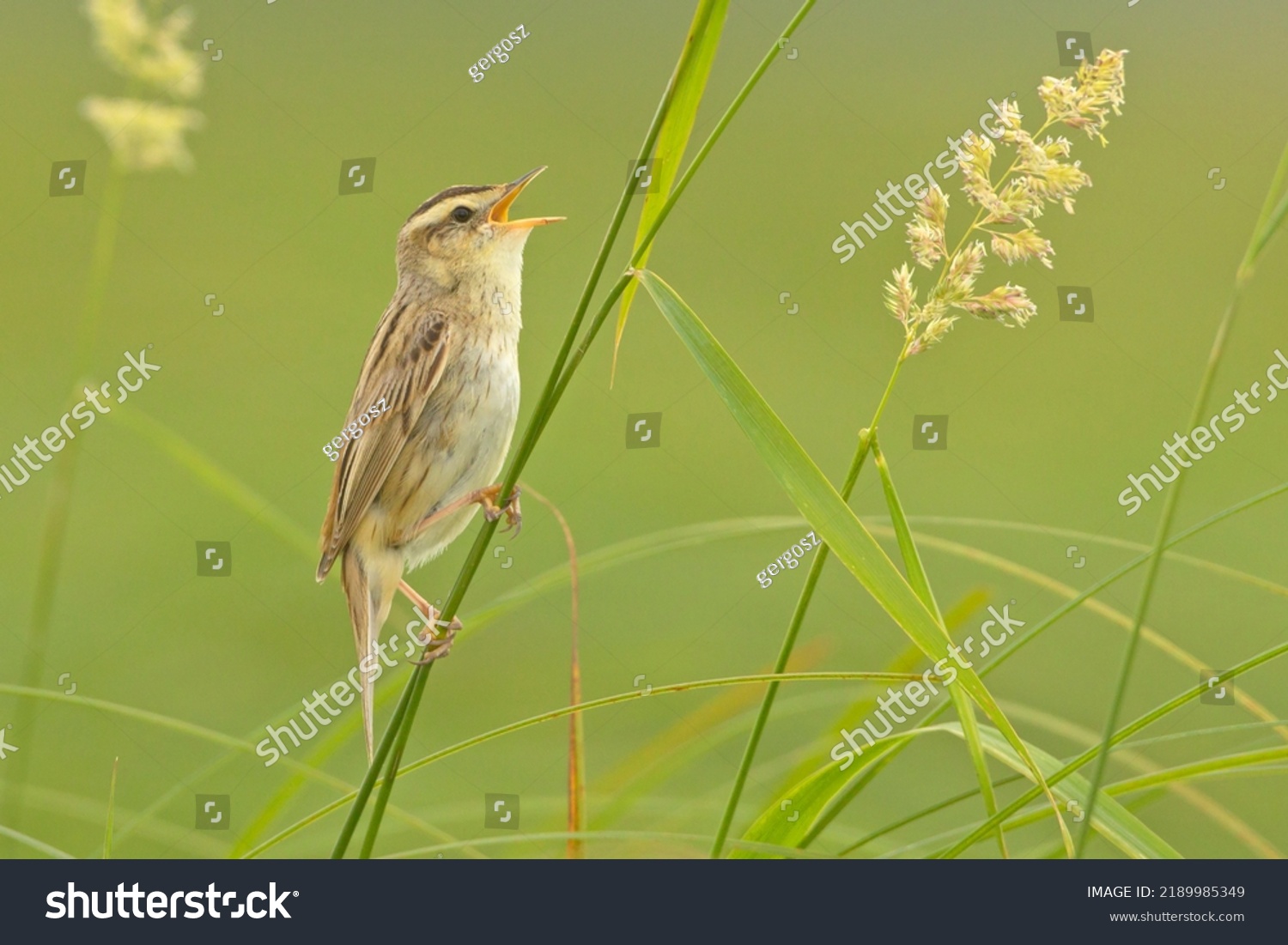 Aquatic Warbler singing in the natural environment #2189985349