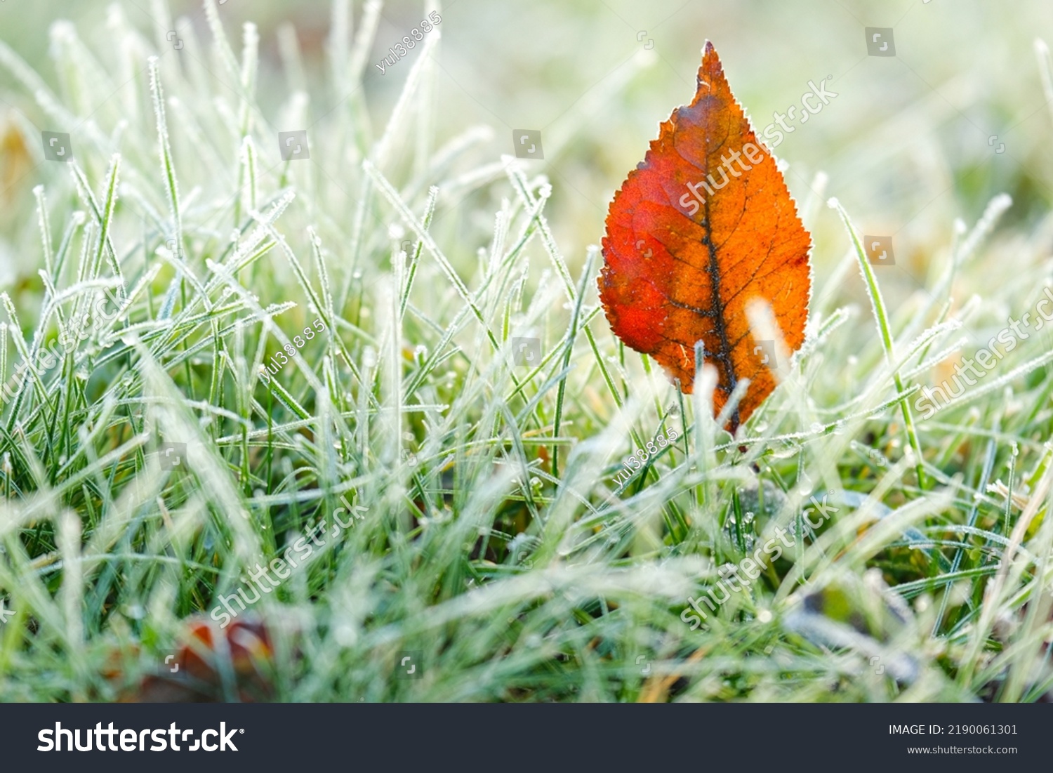 brown maple leaves in frost. frosty Lawn close-up.First frosts. Frosty natural background. Late autumn.Autumn nature. Green grass in white frost. #2190061301