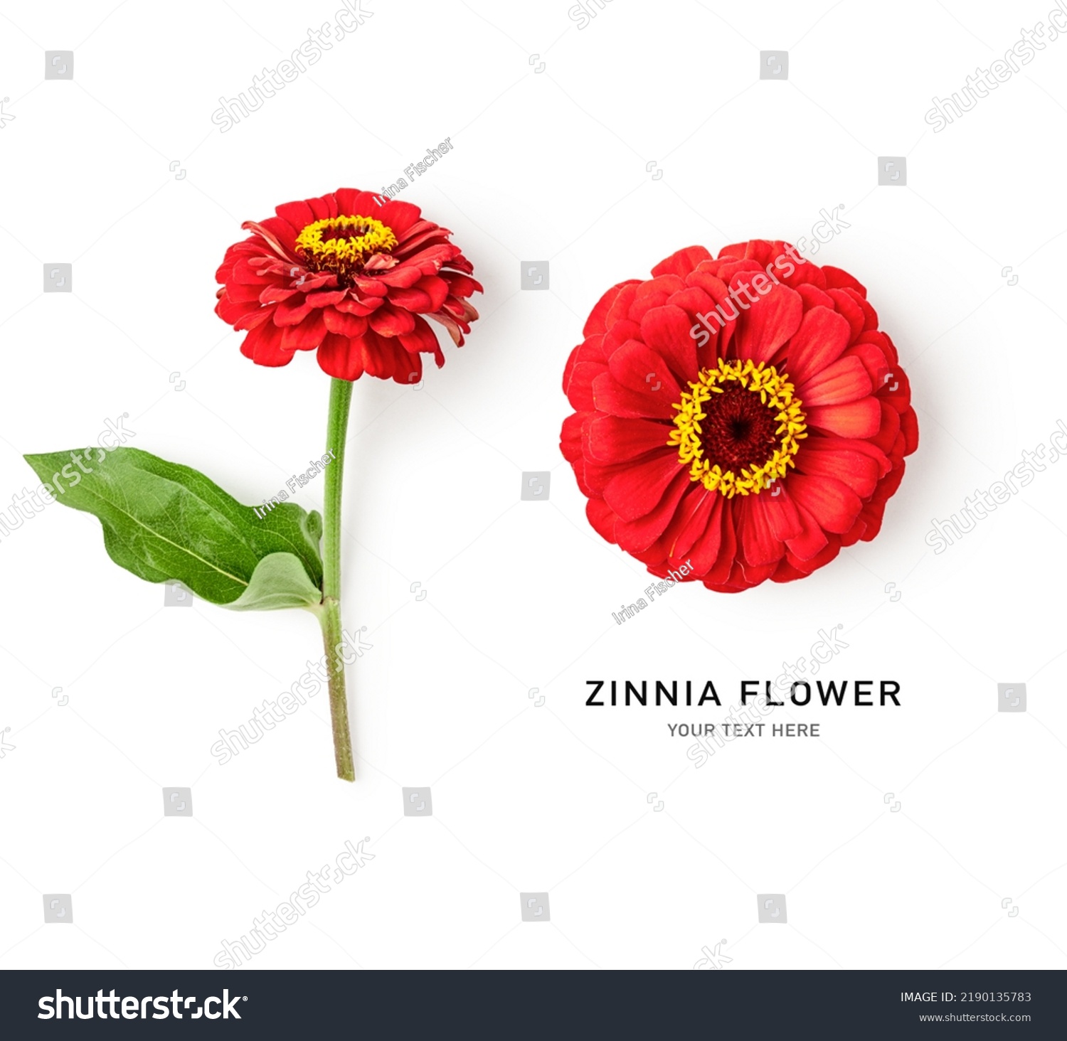 Zinnia flower creative layout. Red flowers with stem and leaves isolated on white background. Floral composition. Design element. Summer garden concept. Top view, flat lay 
 #2190135783
