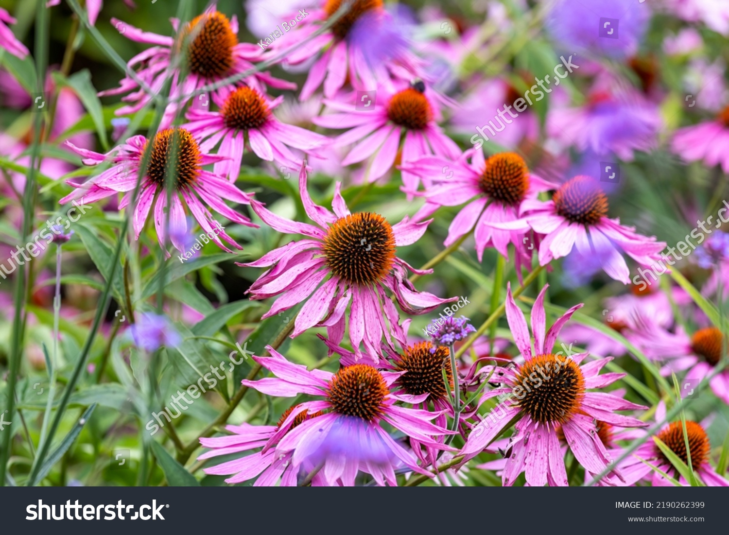 The popular Purple Coneflower, (Echinacea purpurea), blooms profusely for up to two months in mid to late summer and sometimes re-blooms in the fall. #2190262399
