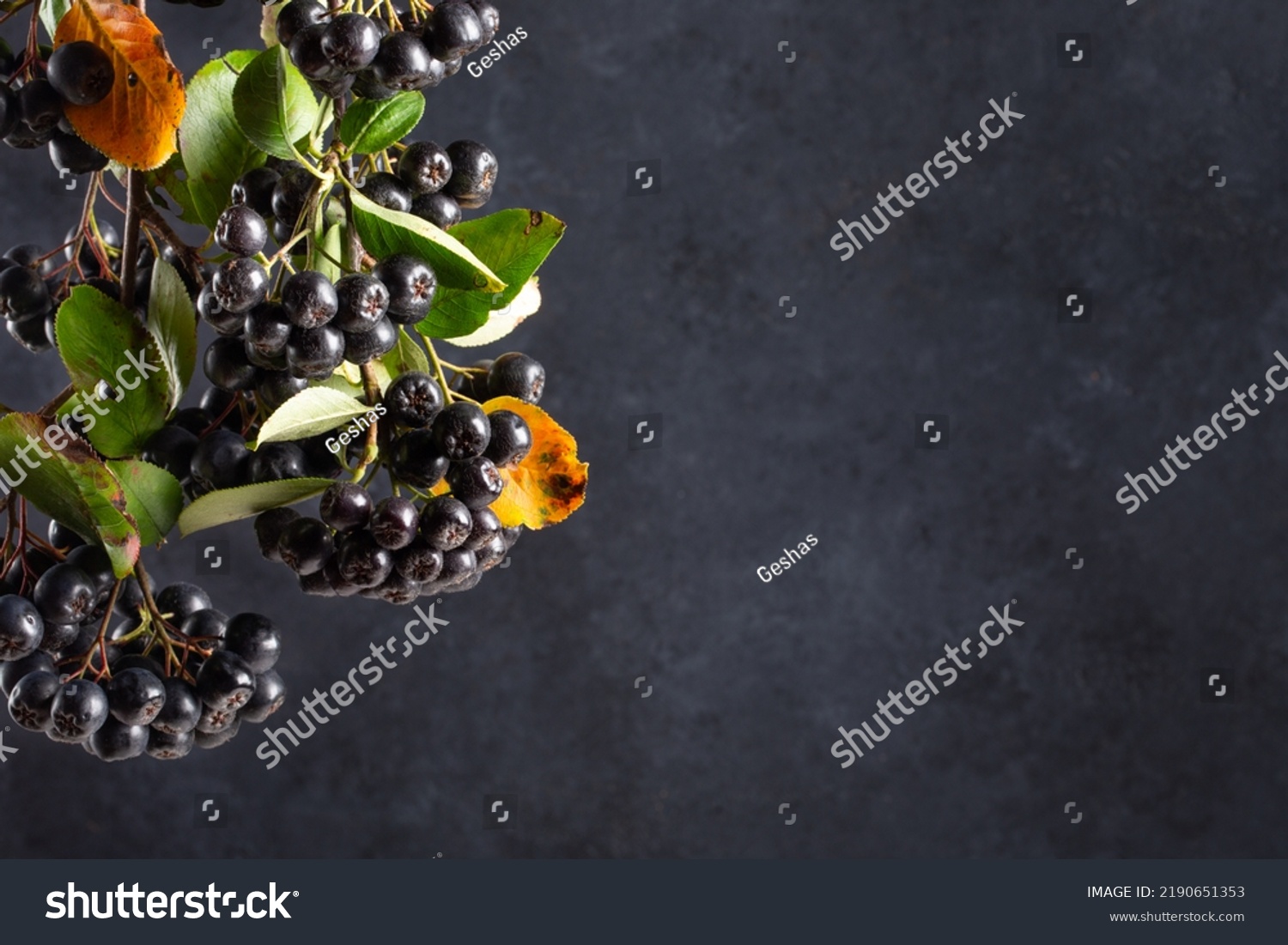 Chokeberry, aronia melanocarpa. Branches of black chokeberry with berries and leaves against black background. Copy space. #2190651353