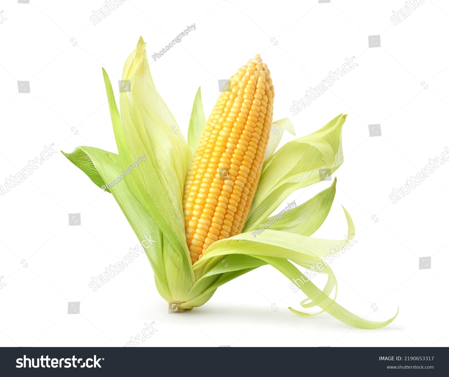 Fresh corn isolated on white background. Clipping path. #2190653317