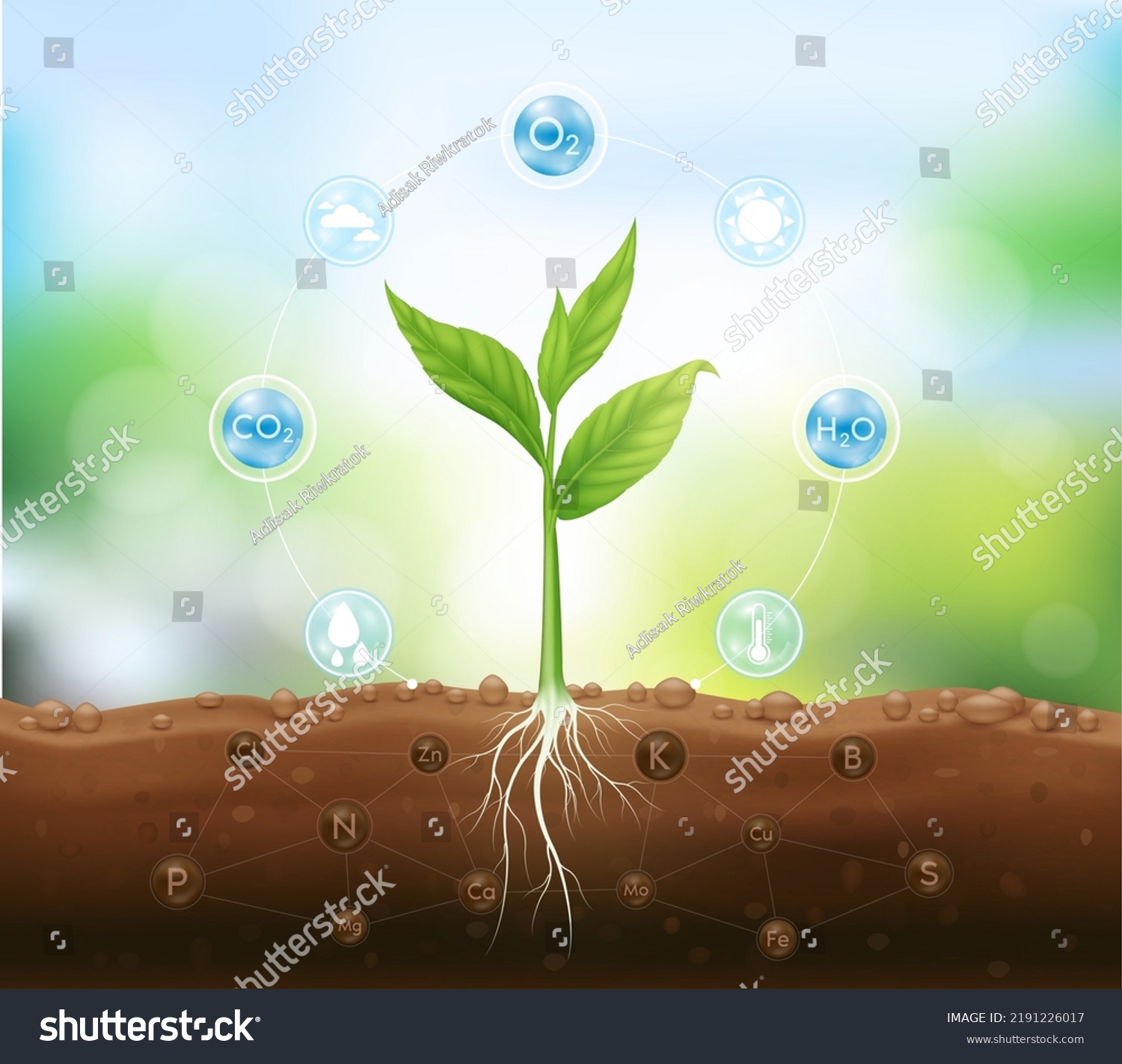 Mineral fertilizer. Seedling growing from fertile ground with underground roots close up and have technology icon about minerals. Agriculture concept. Use ad the agricultural industry. Vector EPS10. #2191226017