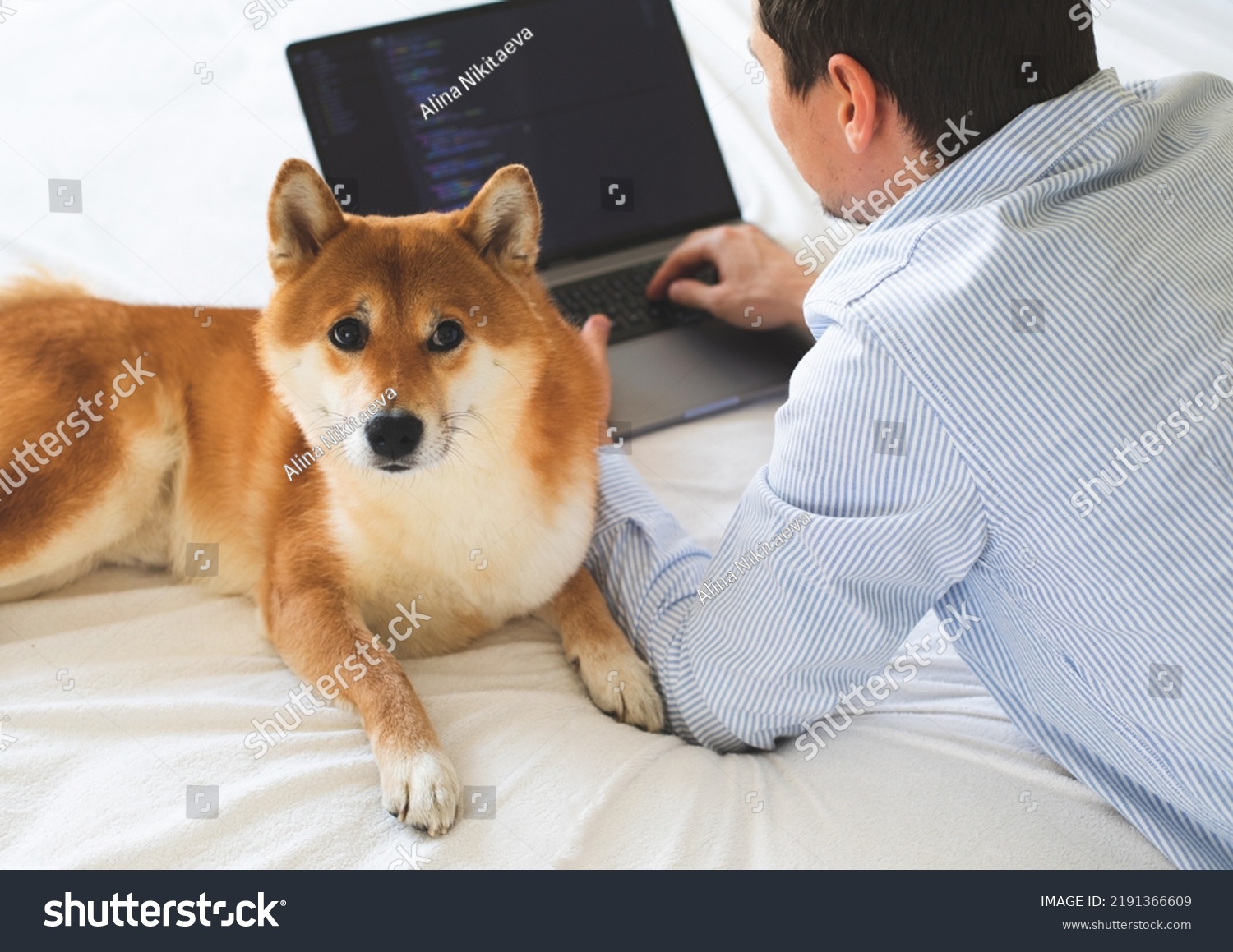 Young European developer is working in a home office outsource. Online card payment. Emotional support Japanese breed shiba inu dog #2191366609