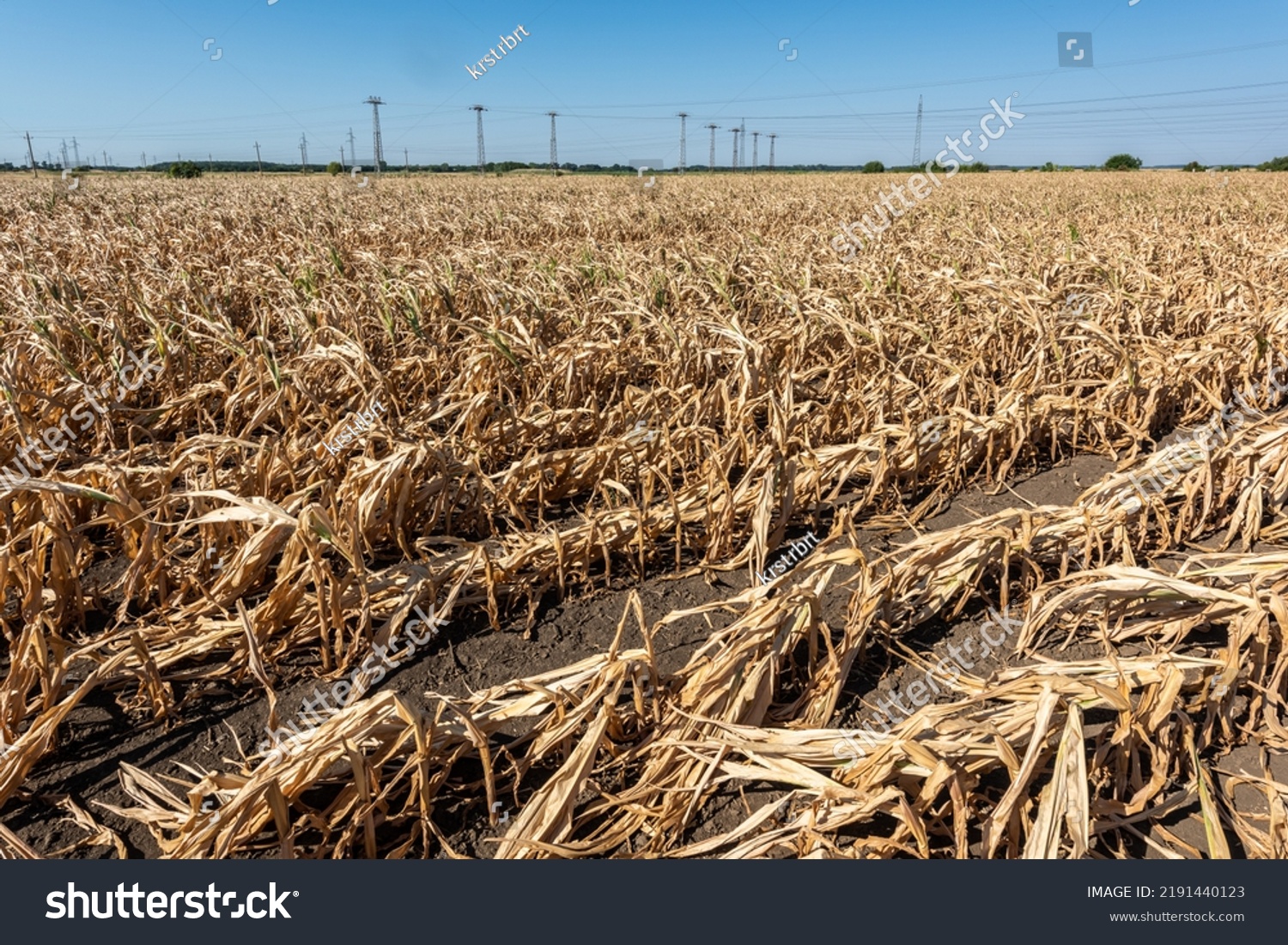 Drought-stricken corn crop in Hungary, EU. Dry corn because of the drought. Withered corn.  #2191440123