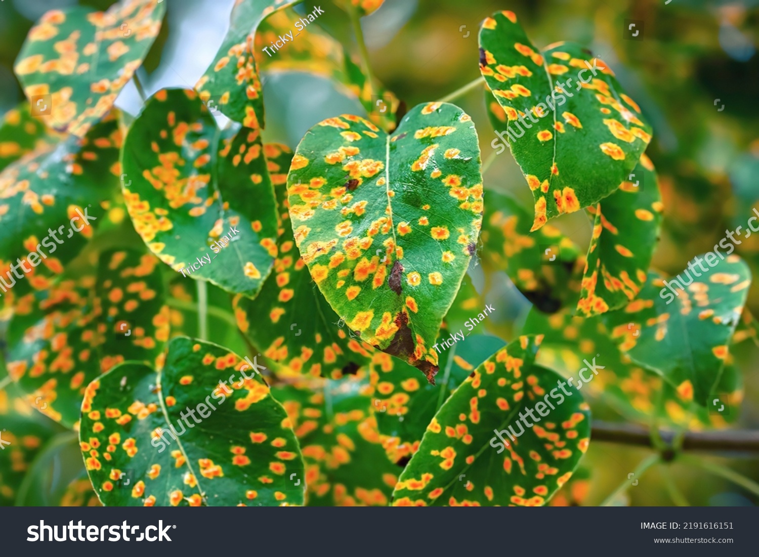 Gymnosporangium sabinae, trellis rust of pear. - Royalty Free Stock ...