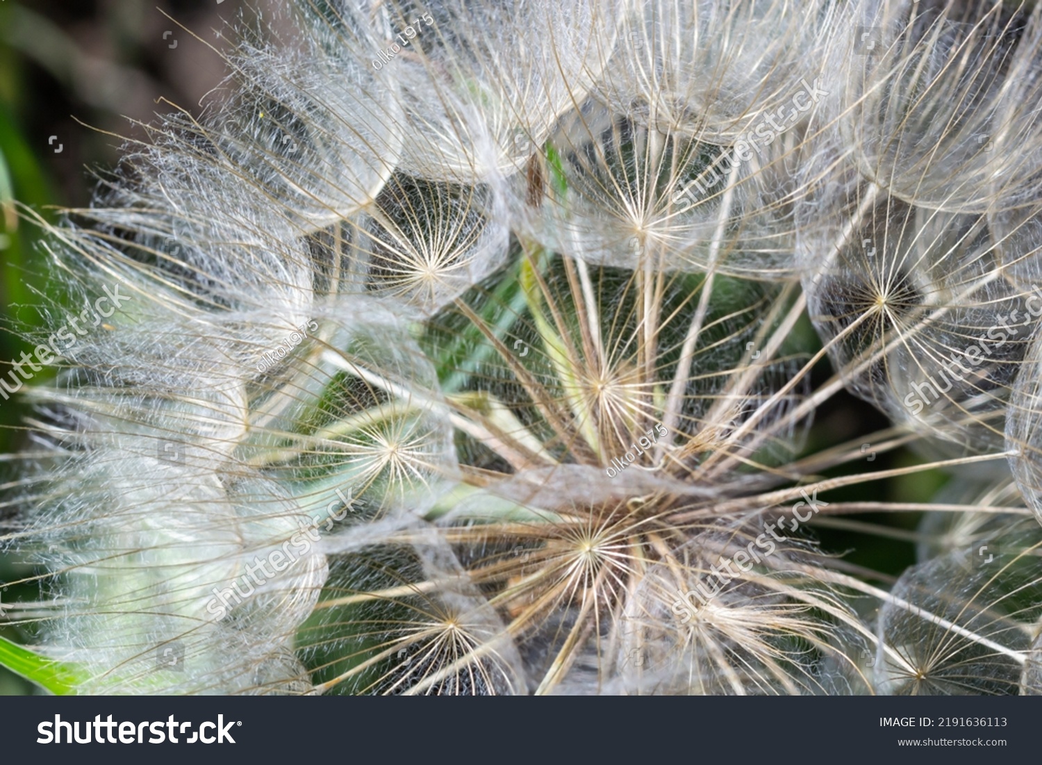 Goatsbeard, Tragopogon pratensis, flower seed head close up with feathery seeds and a blurred background of leaves. #2191636113