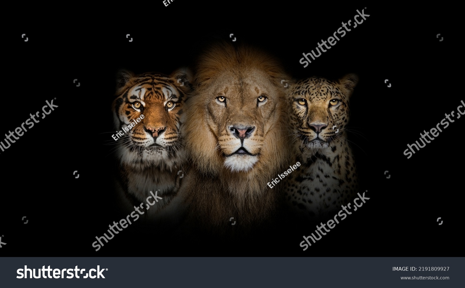 Big cats: Lion, tiger and spotted leopard, together on a black background #2191809927