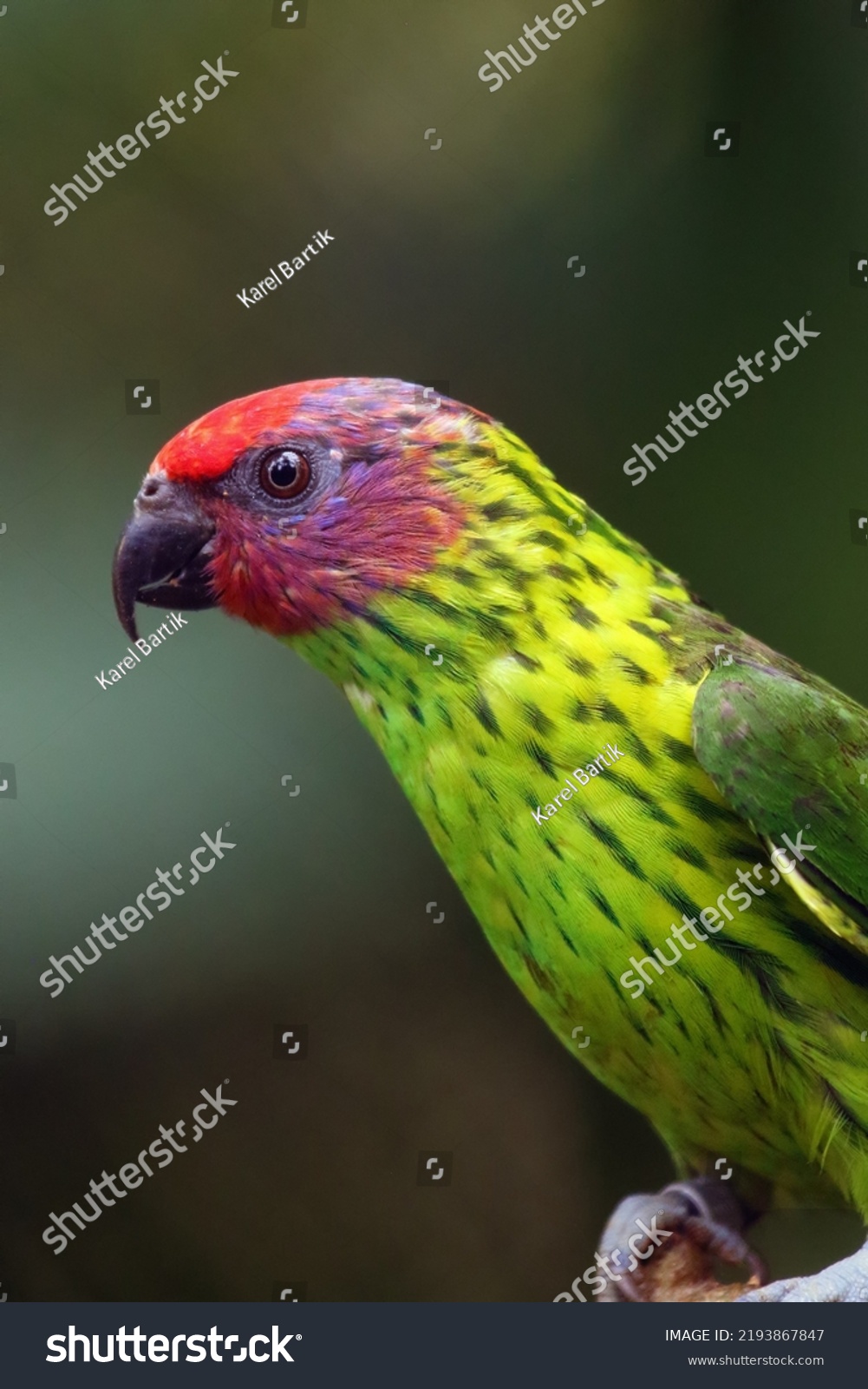 Goldie lorikeet (Glossoptilus goldiei), portrait of a green parrot with a purple head and colorful background. Portrait of a rare parrot. #2193867847