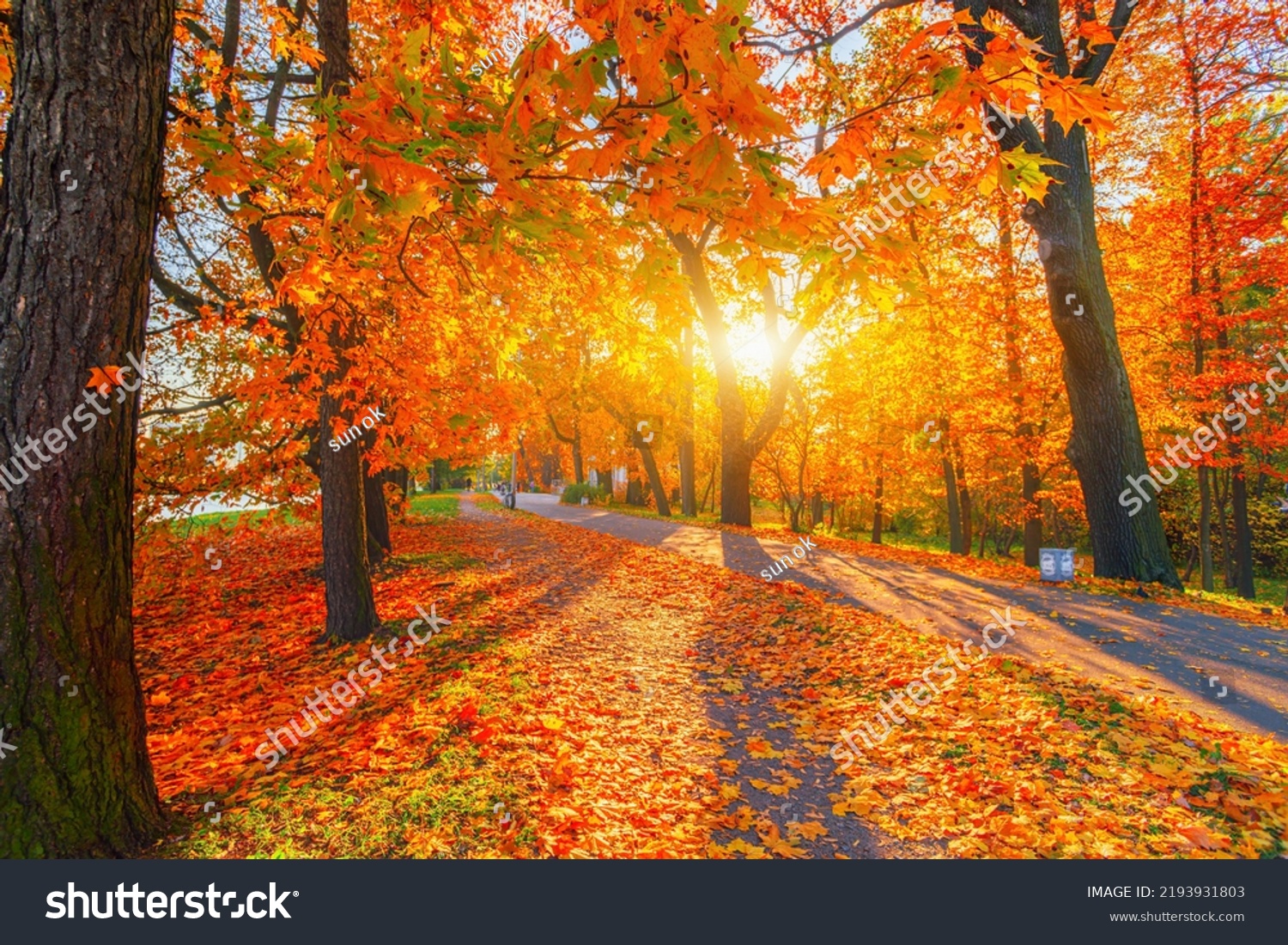 Autumn forest path. Orange color tree, red brown maple leaves in fall city park. Nature scene in sunset fog Wood bench in scenic scenery Bright light sun Sunrise of a sunny day, morning sunlight view. #2193931803
