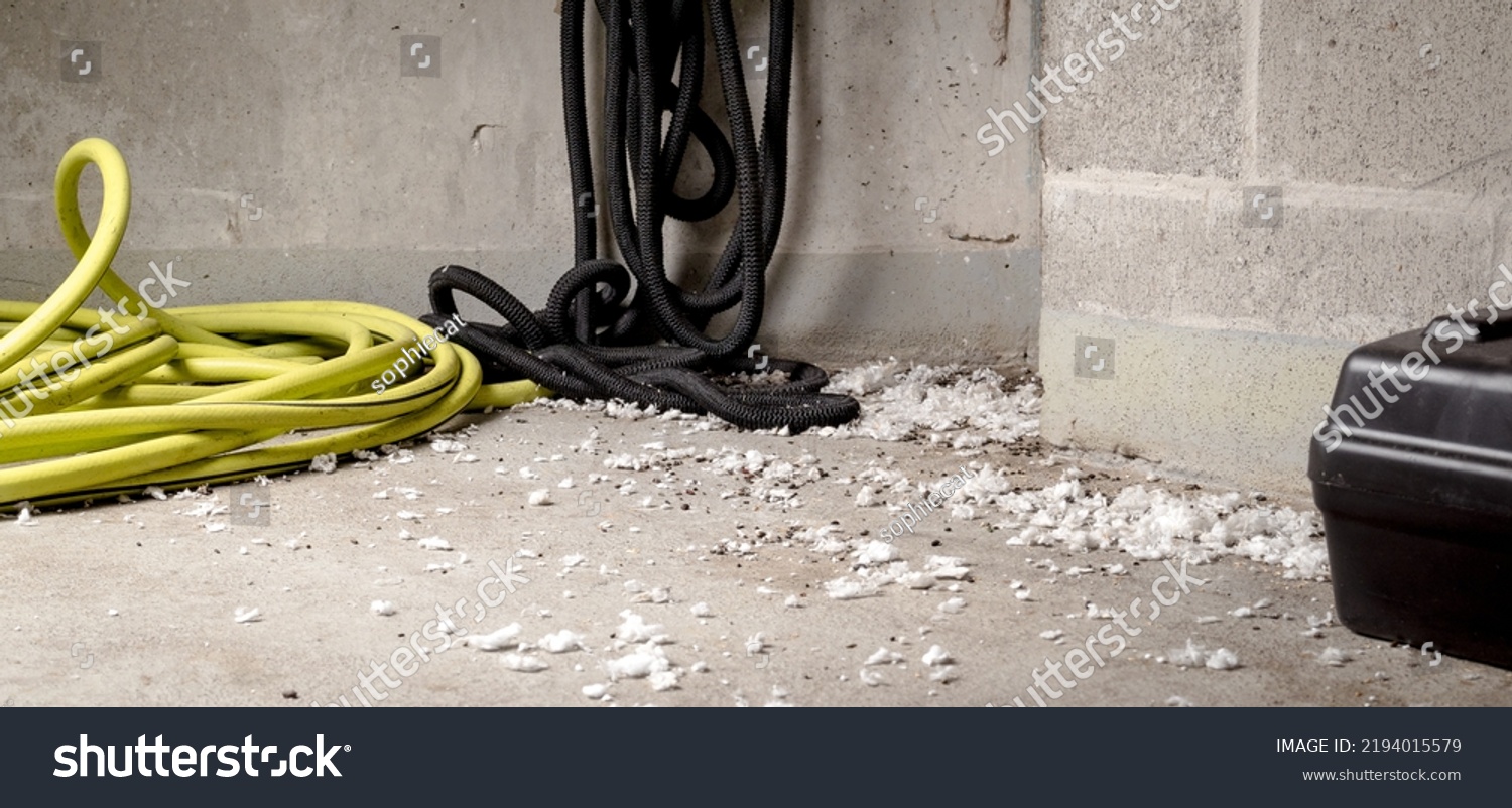 Mice infestation in service room of strata building. Room corner with many rodent droppings, white insulation pieces from the ceiling and rodent bait trap. Pest control management. Selective focus. #2194015579