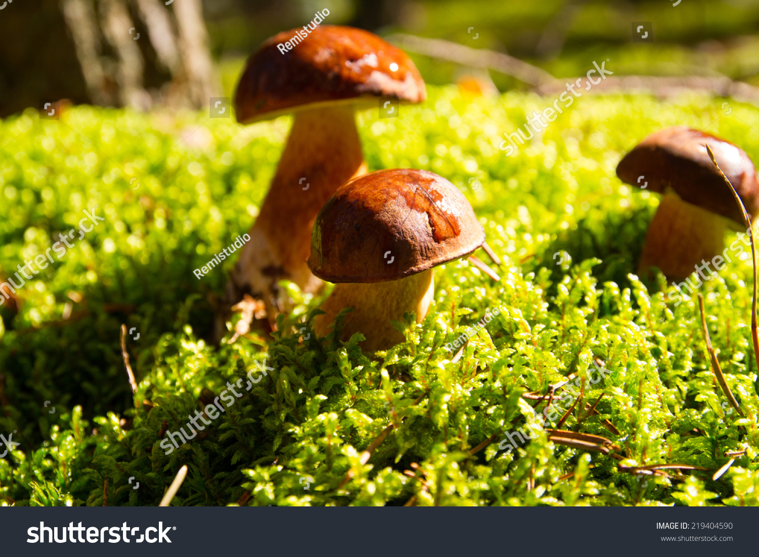 Mushrooms forest #219404590