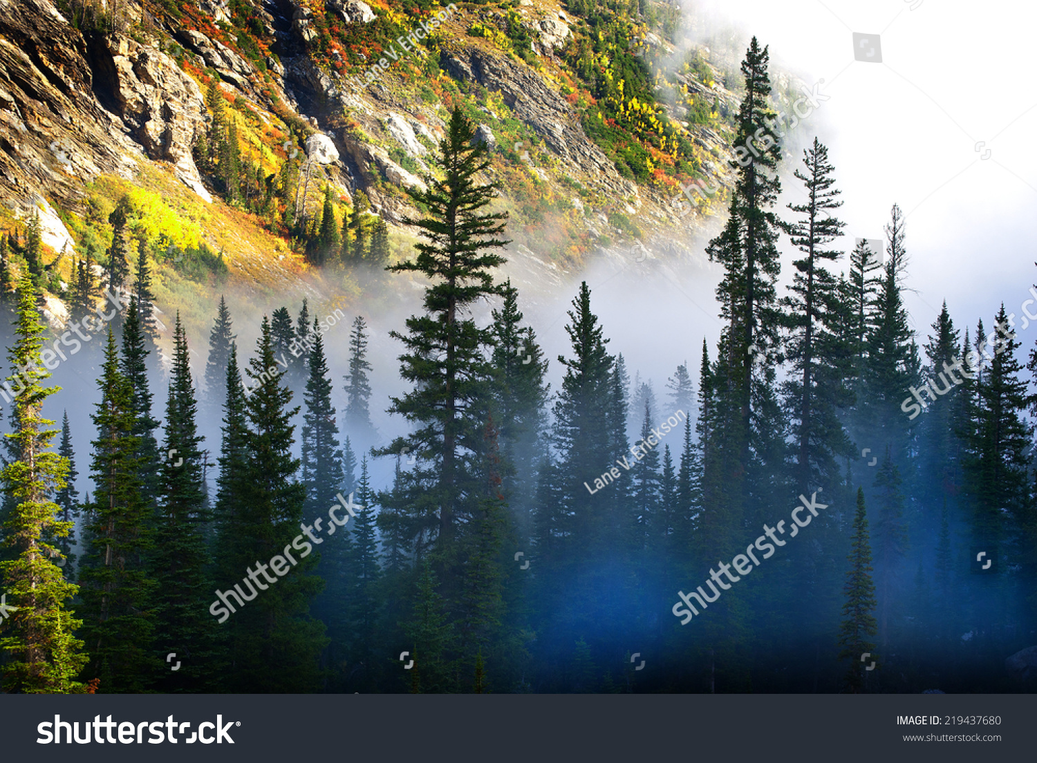 Fog and pine tree on rugged mountainside during storm #219437680
