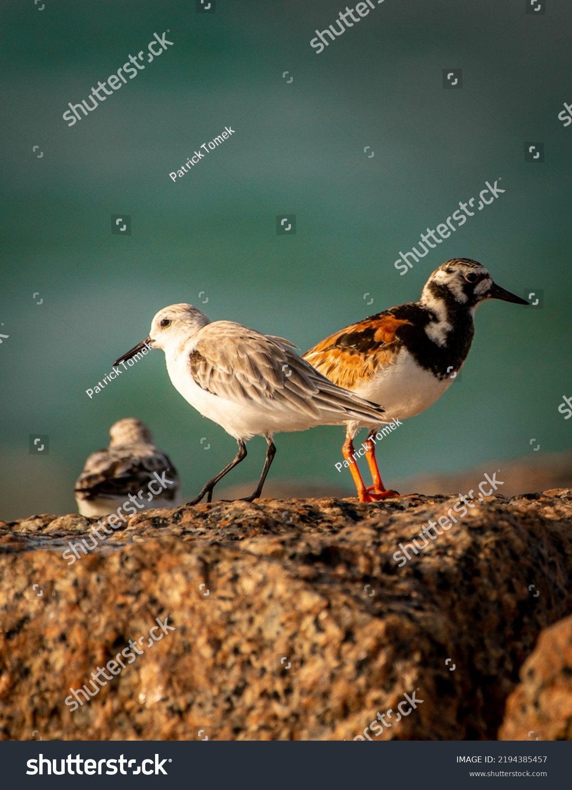 A sanderling along with a ruddy turnstone standing on top of a jetty on Matagorda beach. #2194385457
