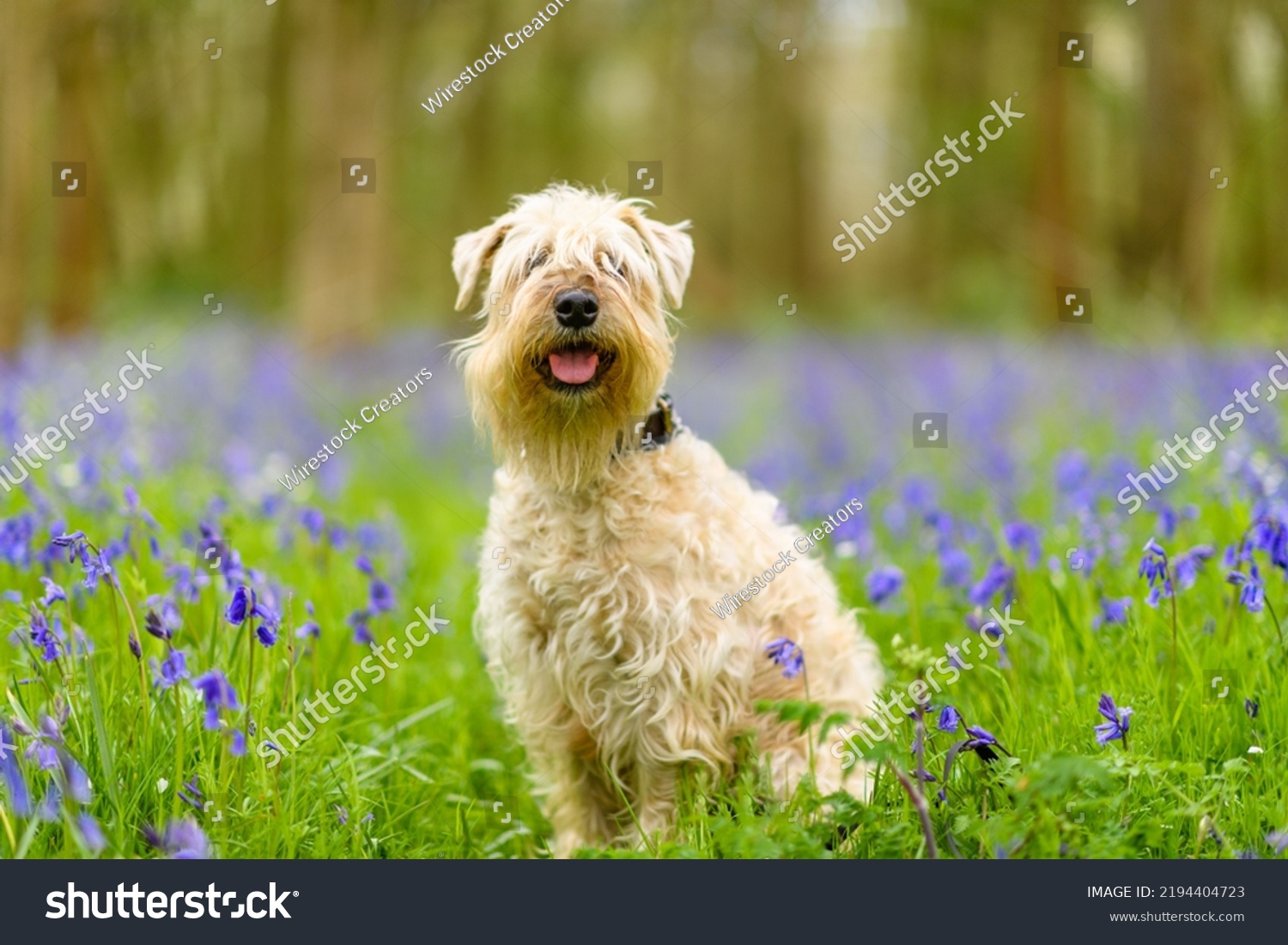 A Soft-coated Wheaten Terrier sitting in grassy ground and looking at camera #2194404723