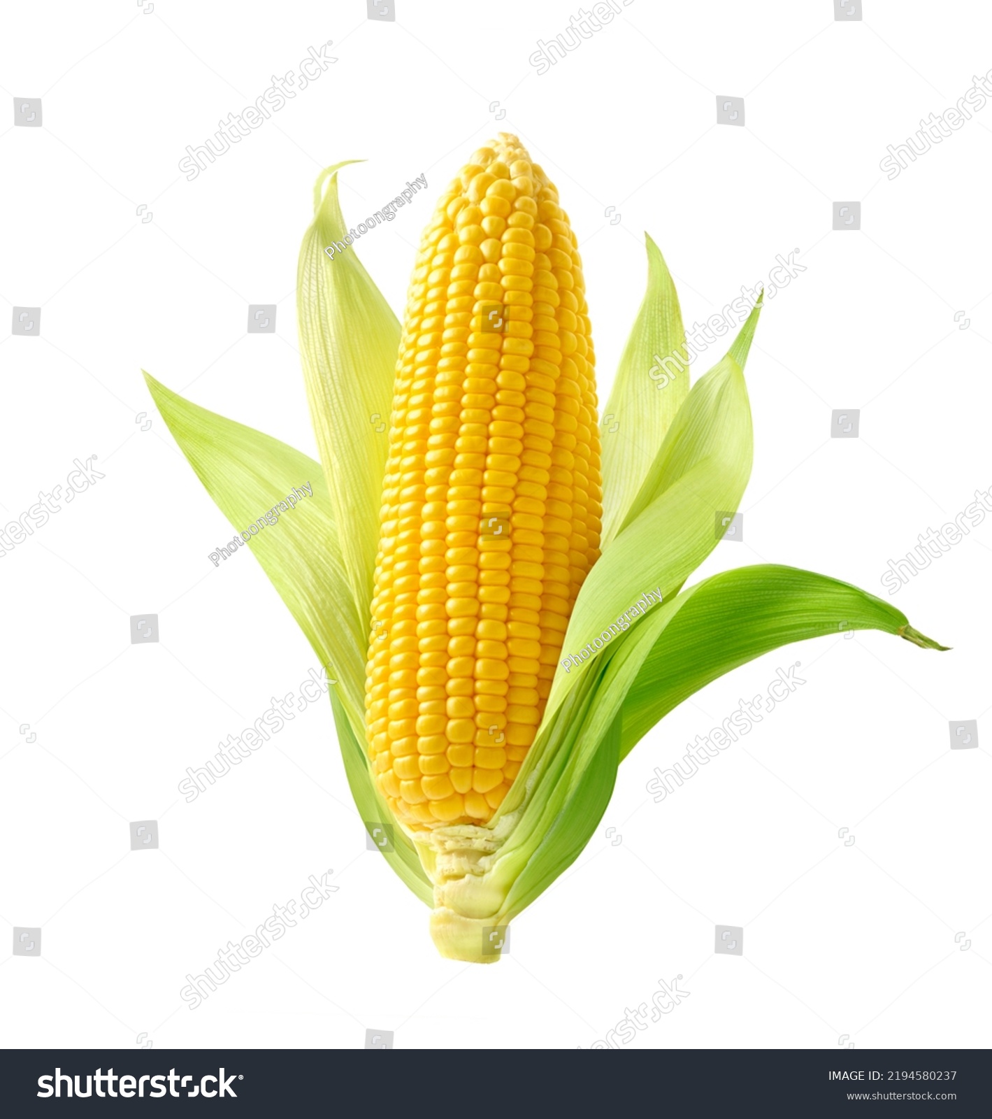 Fresh corn isolated on white background. Clipping path. #2194580237