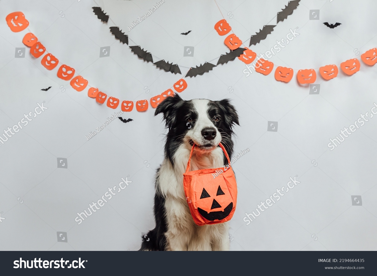 Trick or Treat concept. Funny puppy dog border collie holding jack o lantern pumpkin basket for candy in mouth on white background with halloween garland decorations. Preparation for Halloween party #2194664435
