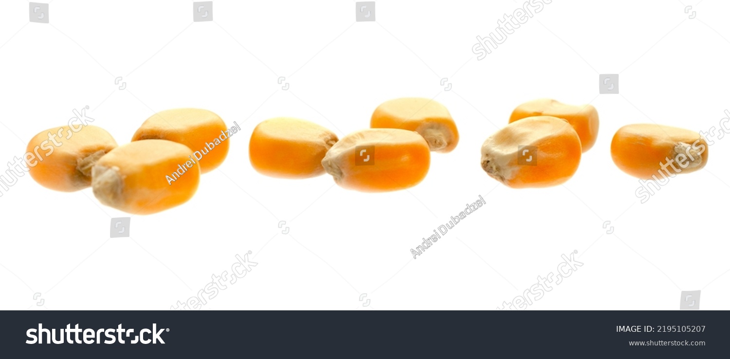 Dry corn kernels for popcorn isolated on white background. Corn grain isolated on white background. Dry yellow corn seeds isolated on white background. #2195105207