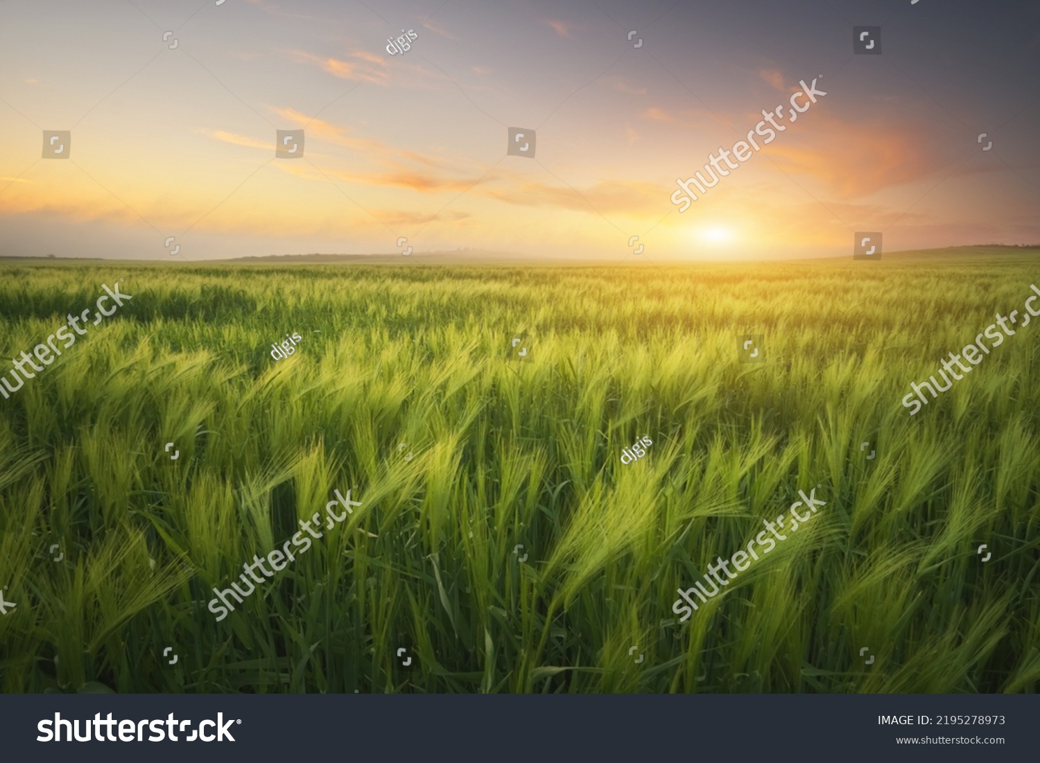 Meadow of wheat on sundown. Nature composition. #2195278973