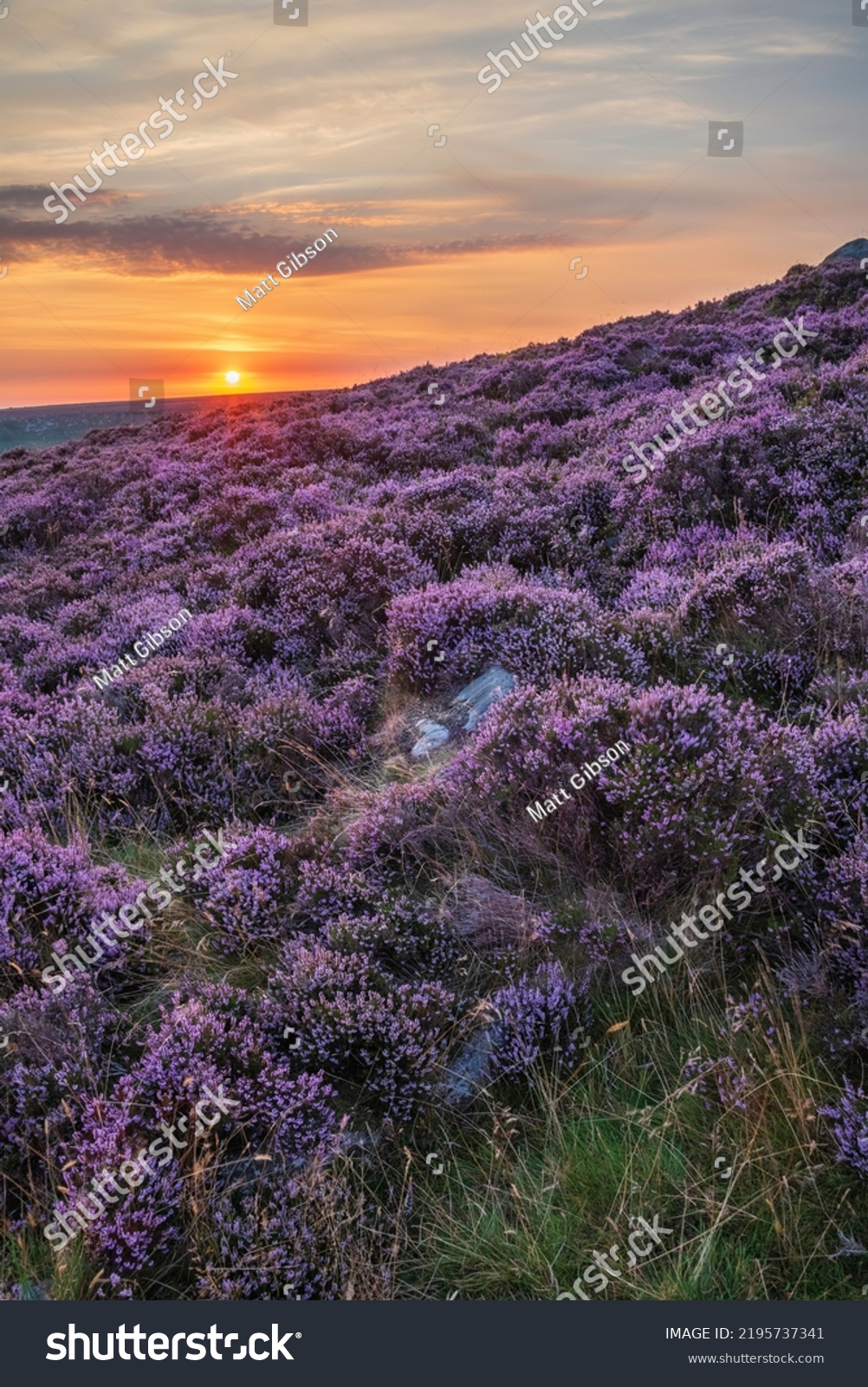 Stunning late Summer sunrise in Peak District over fields of heather in full bloom around Higger Tor and Burbage Edge #2195737341