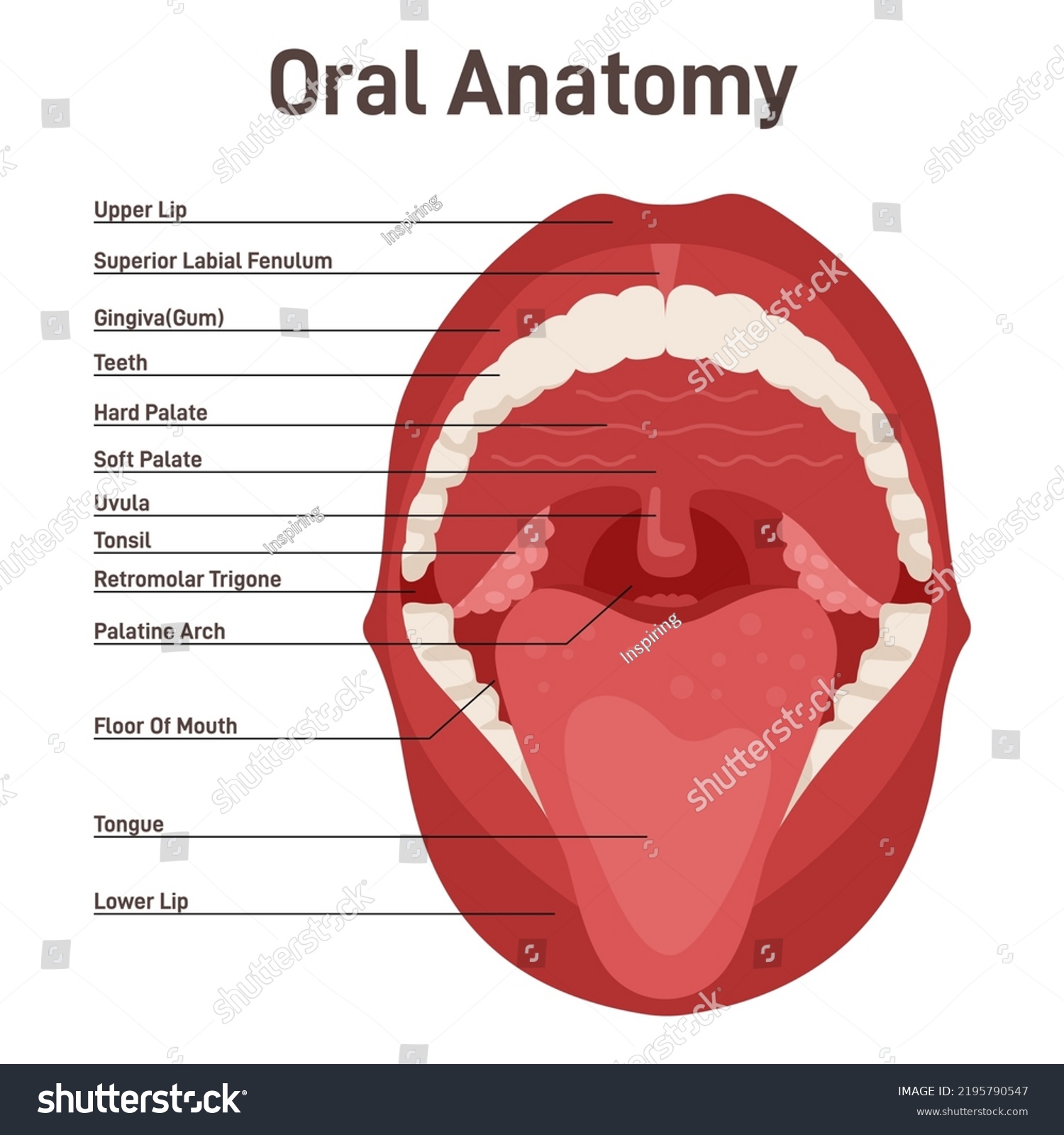 Oral Cavity Human Mouth Anatomy Model Open Royalty Free Stock