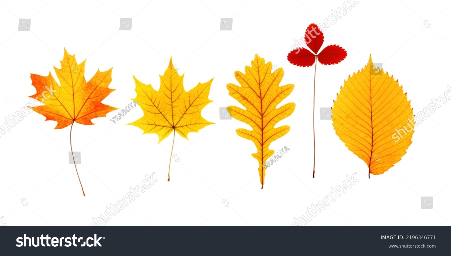 Set close up autumn red yellow leaves with natural texture isolated on white background. Natural fallen autumn leaves of maple, oak, alder, strawberry as decorative element. Seasonal fall herbarium #2196346771