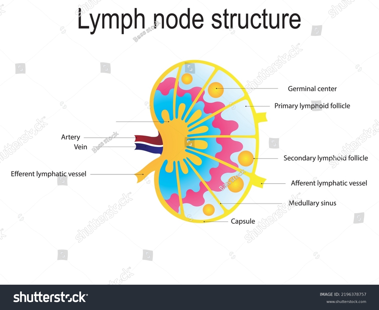 Lymph Node Structure Schematic Anatomic Royalty Free Stock Vector