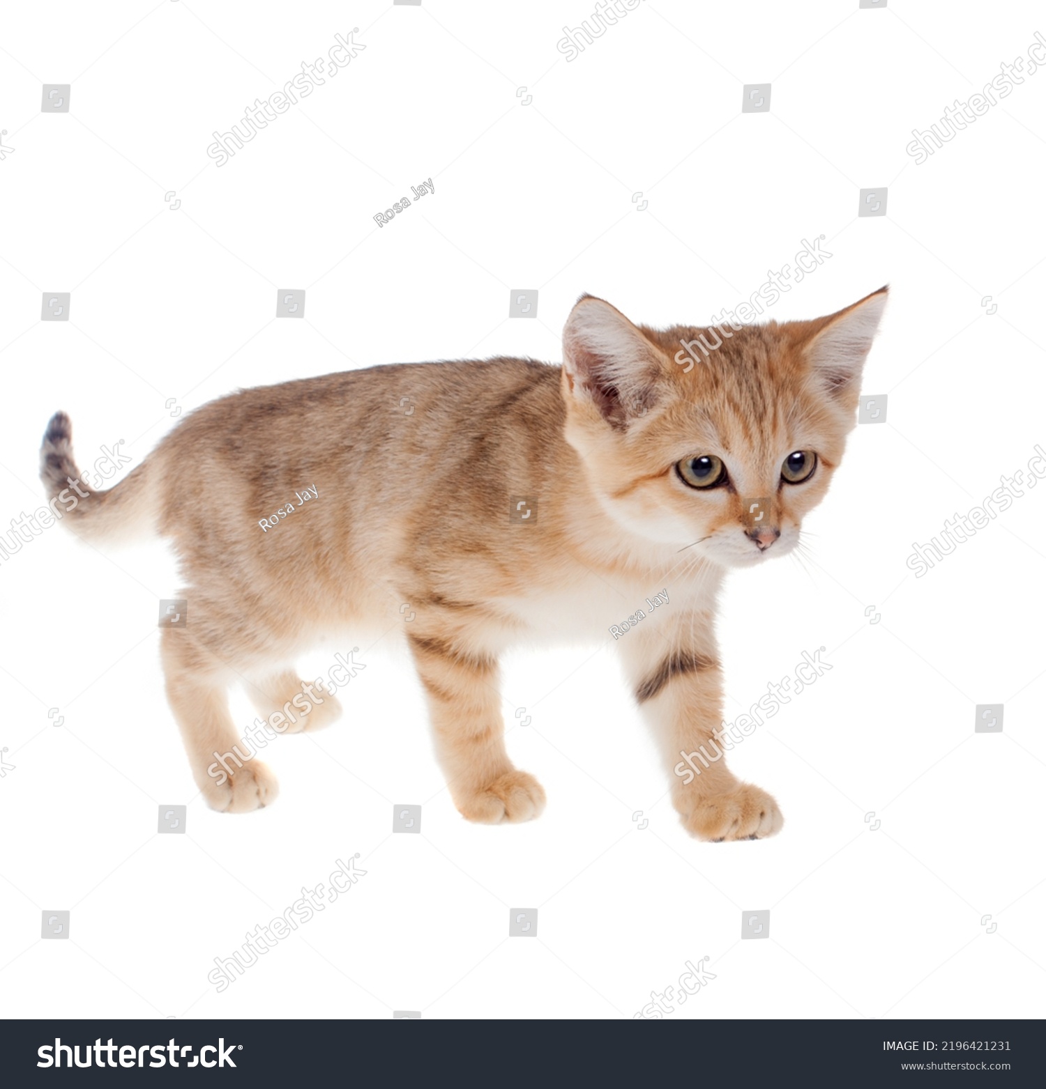 The Sand dune cat isolated on white #2196421231